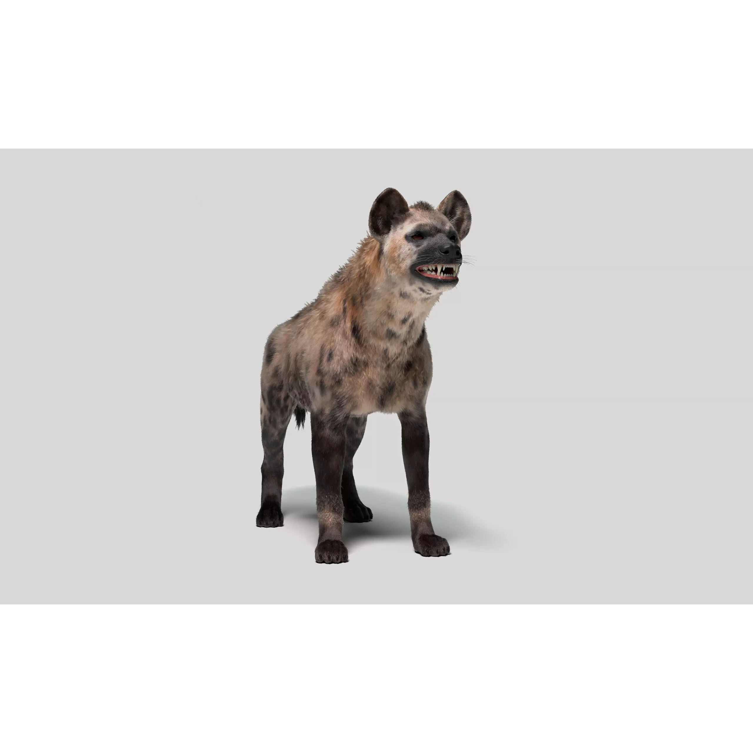 Hyena For Production 3D model