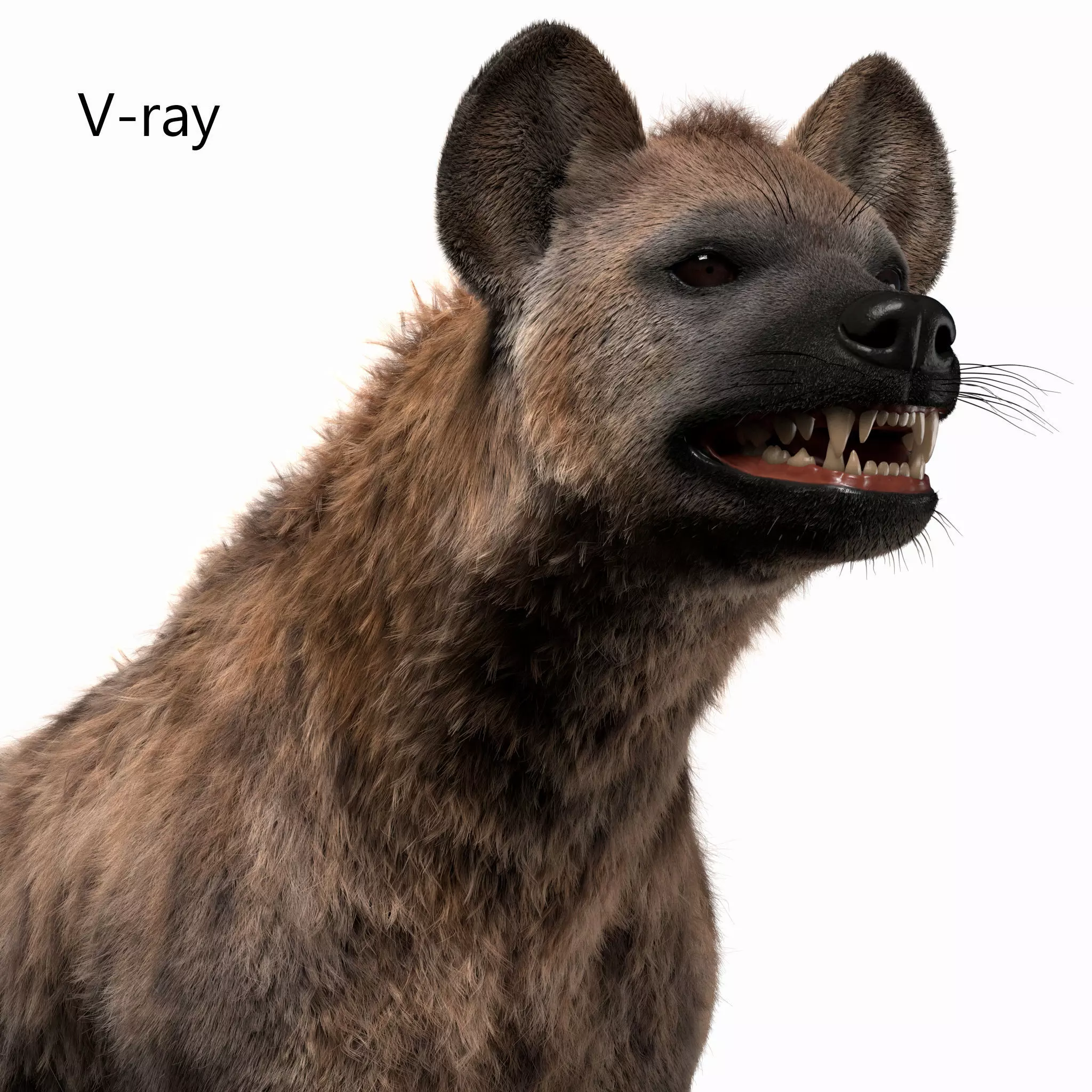 Hyena For Production 3D model 2