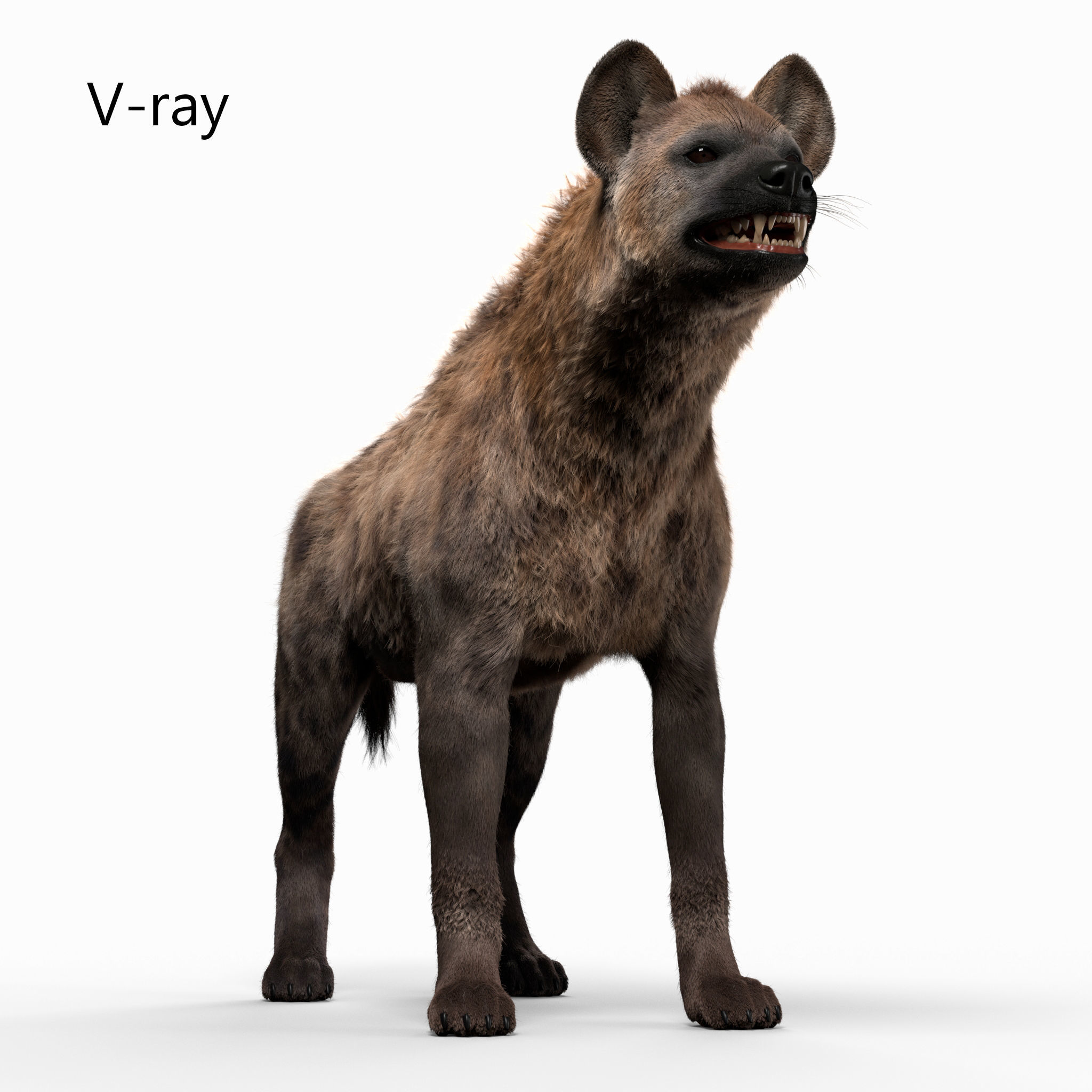 Hyena For Production 3D model 3