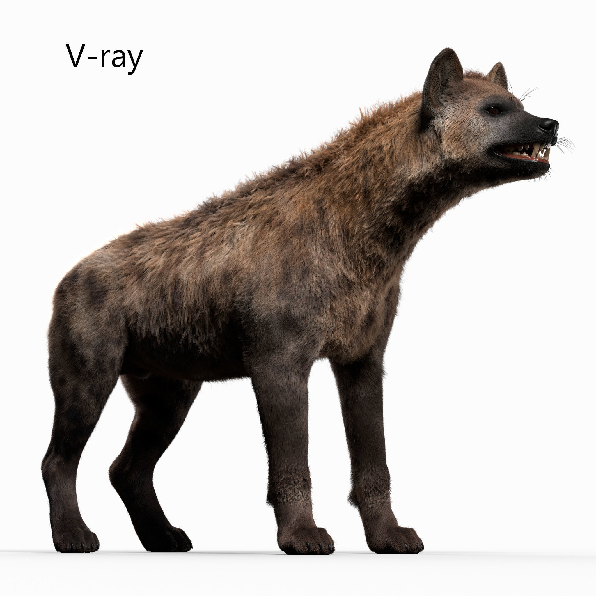 Hyena For Production 3D model 4