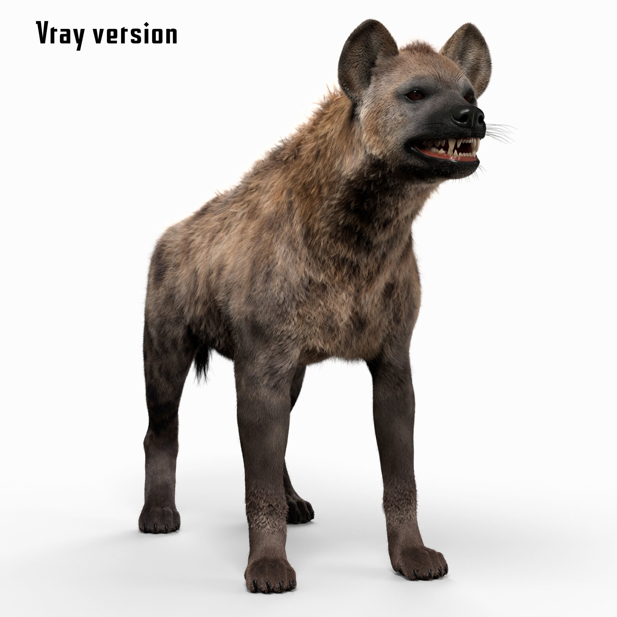 Hyena For Production 3D model 6