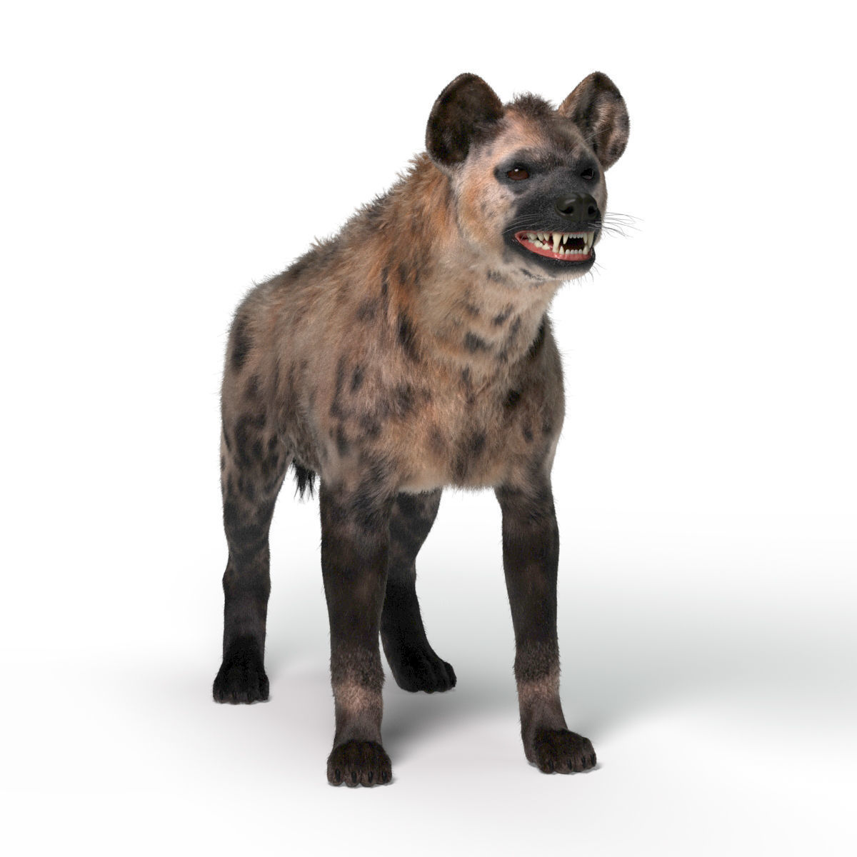 Hyena For Production 3D model 8