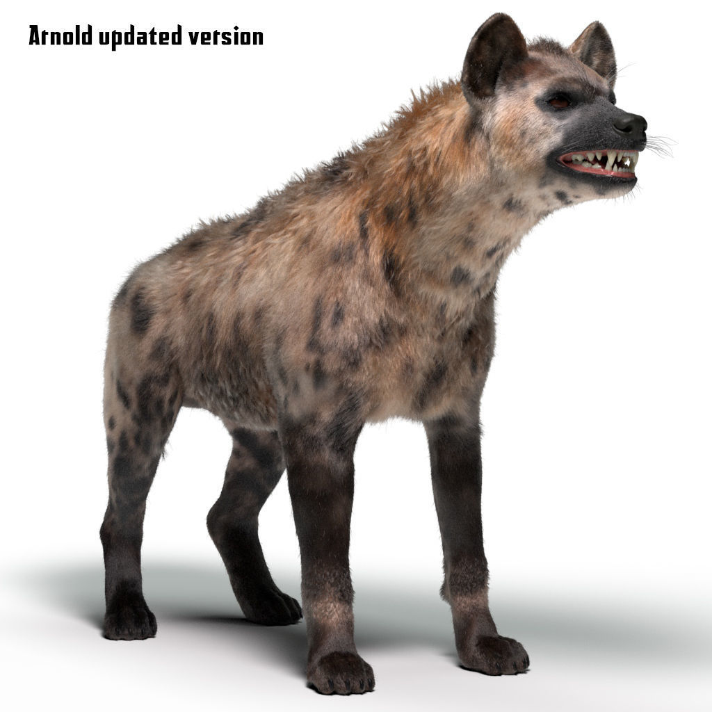 Hyena For Production 3D model 10