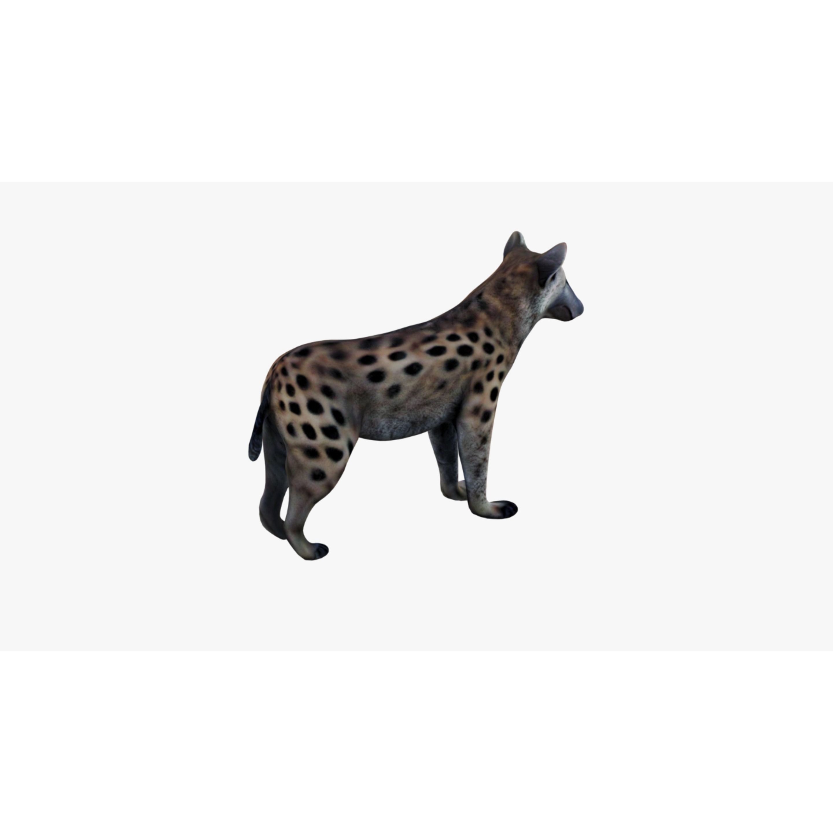 Hyena Free 3D model 5