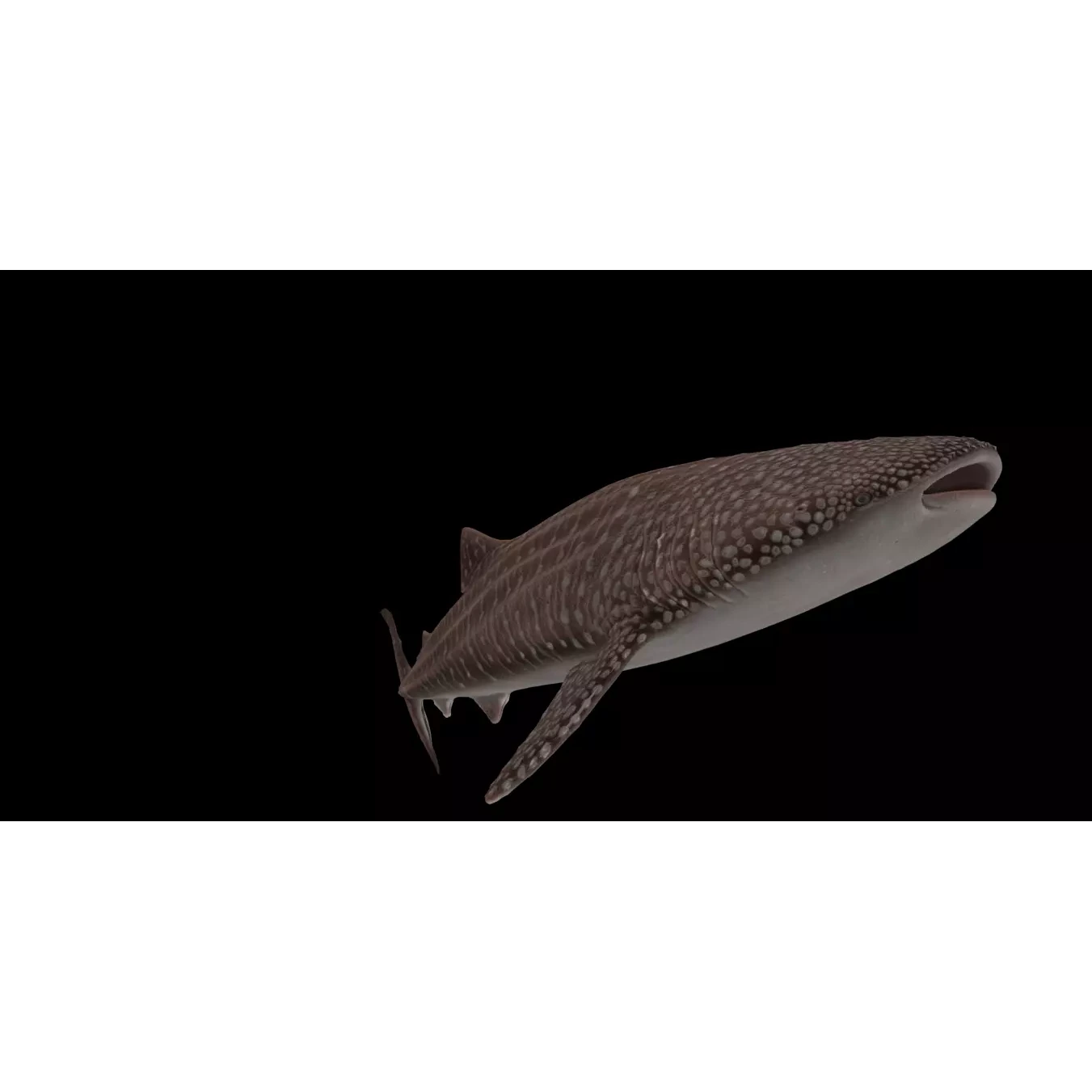 Injured Whale Shark Free low-poly 3D model 3