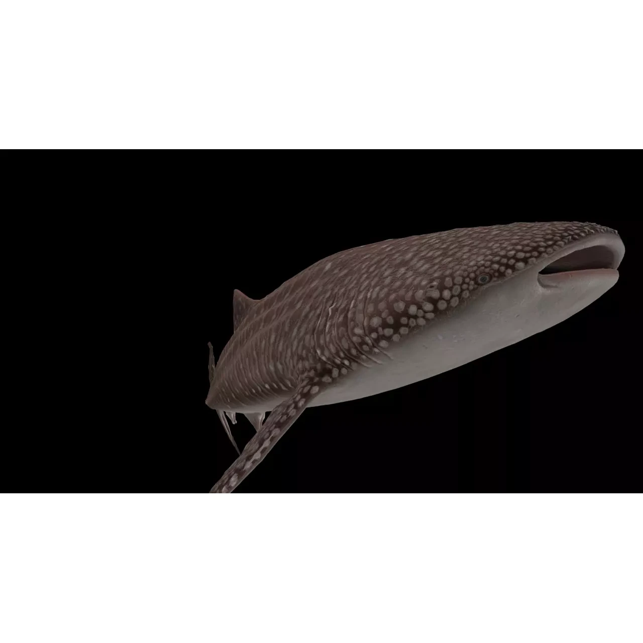 Injured Whale Shark Free low-poly 3D model 4