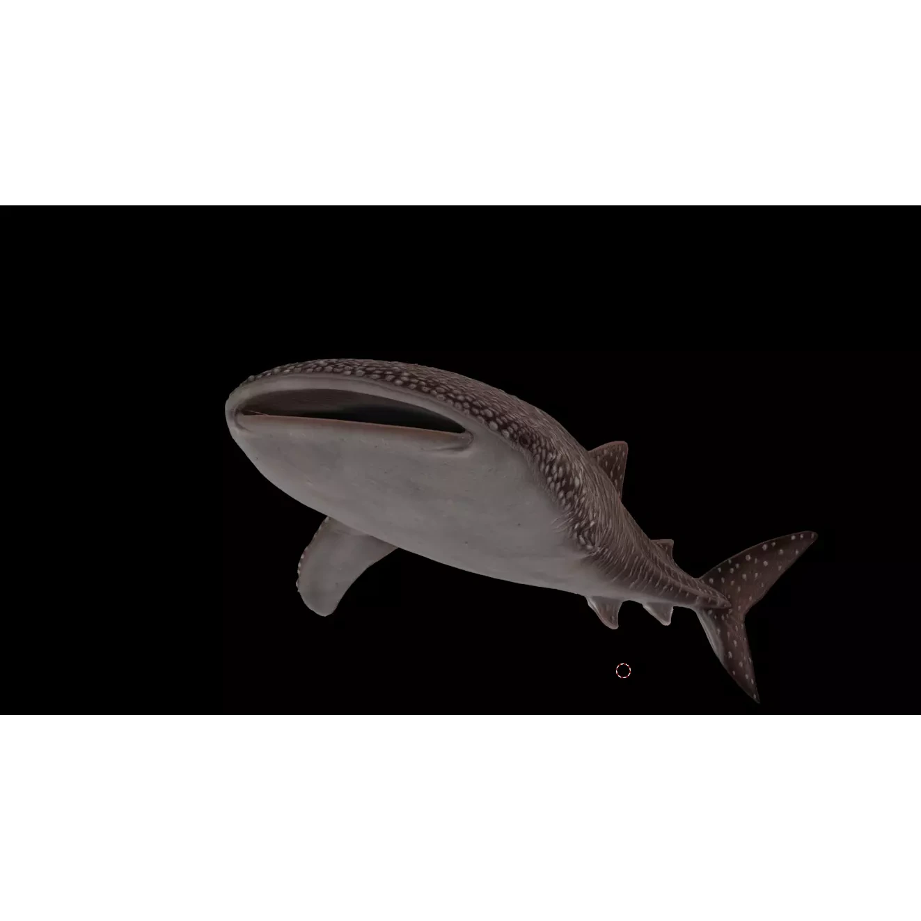 Injured Whale Shark Free low-poly 3D model 5