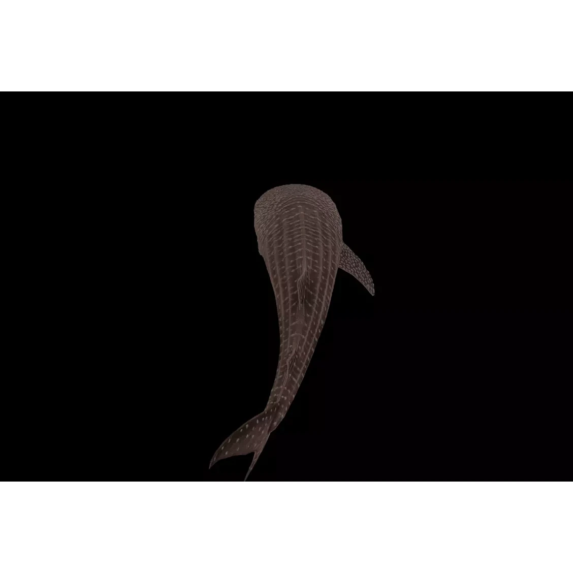 Injured Whale Shark Free low-poly 3D model 6