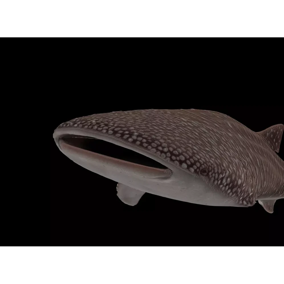 Injured Whale Shark Free low-poly 3D model 7