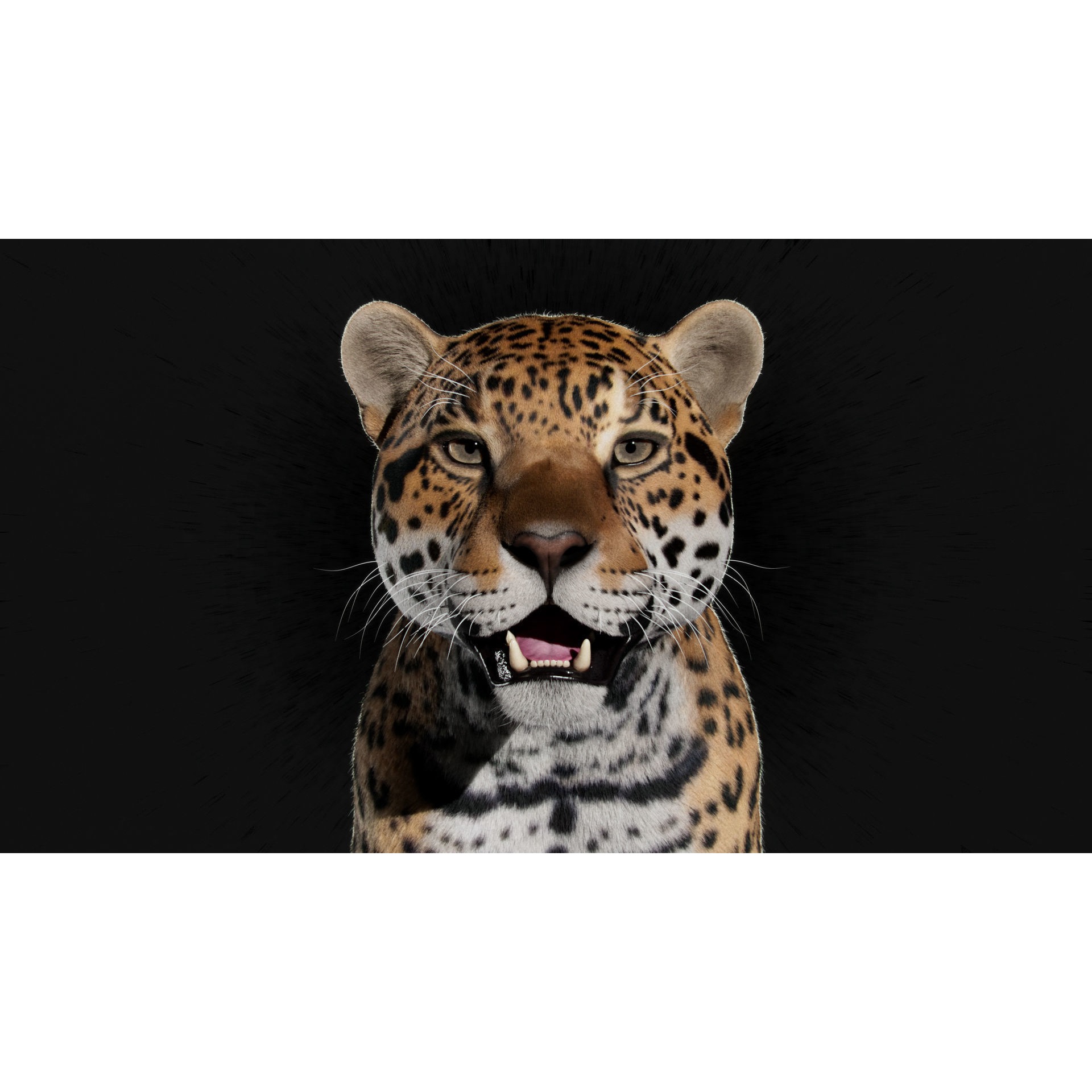Jaguar For Production 3D model 2