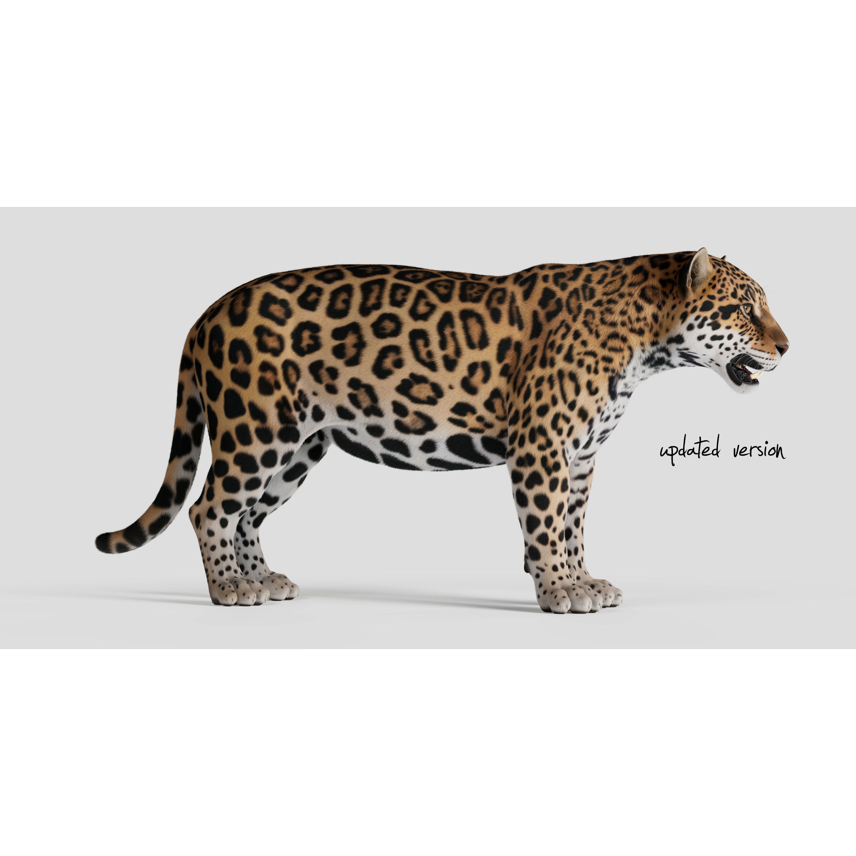 Jaguar For Production 3D model 4