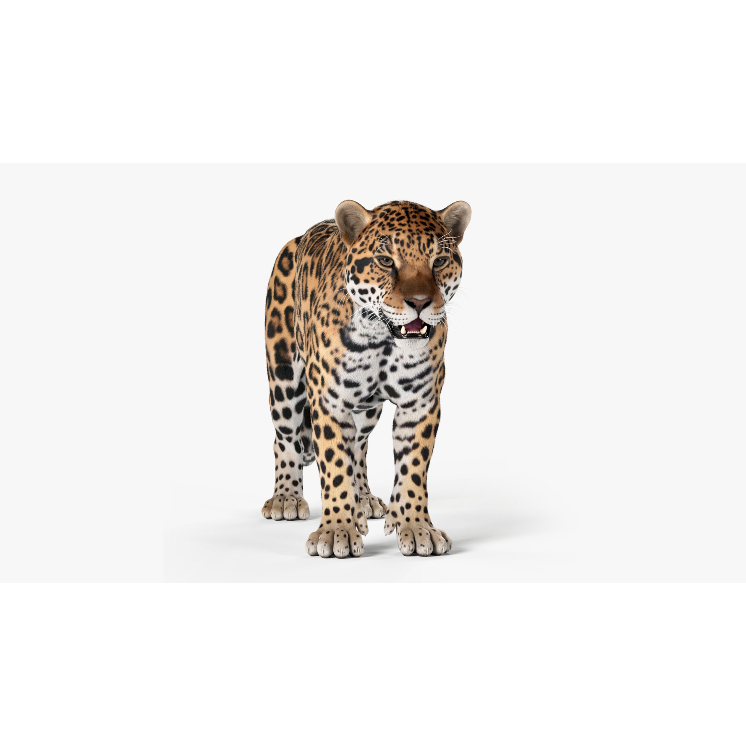 Jaguar For Production 3D model 8