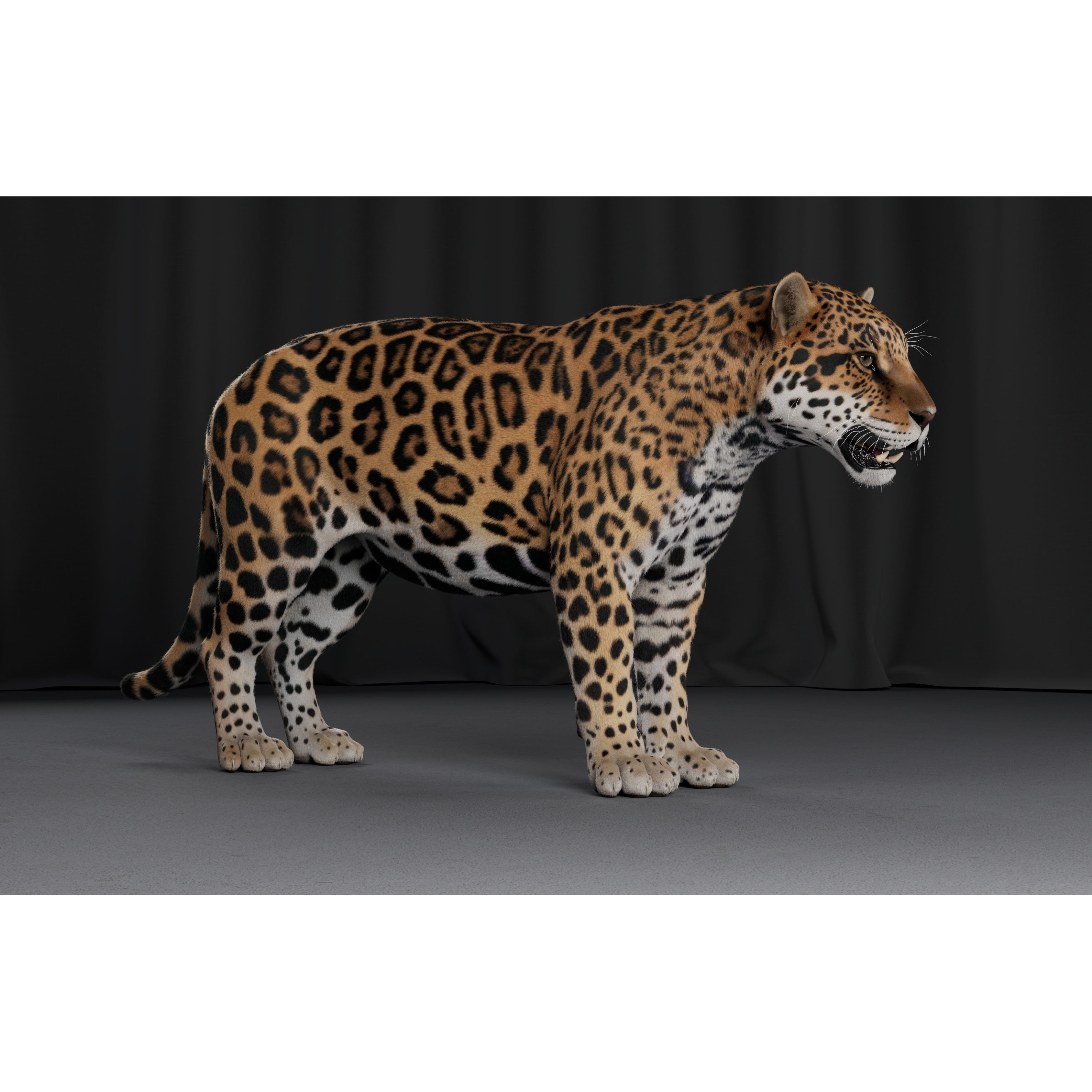 Jaguar For Production 3D model 9