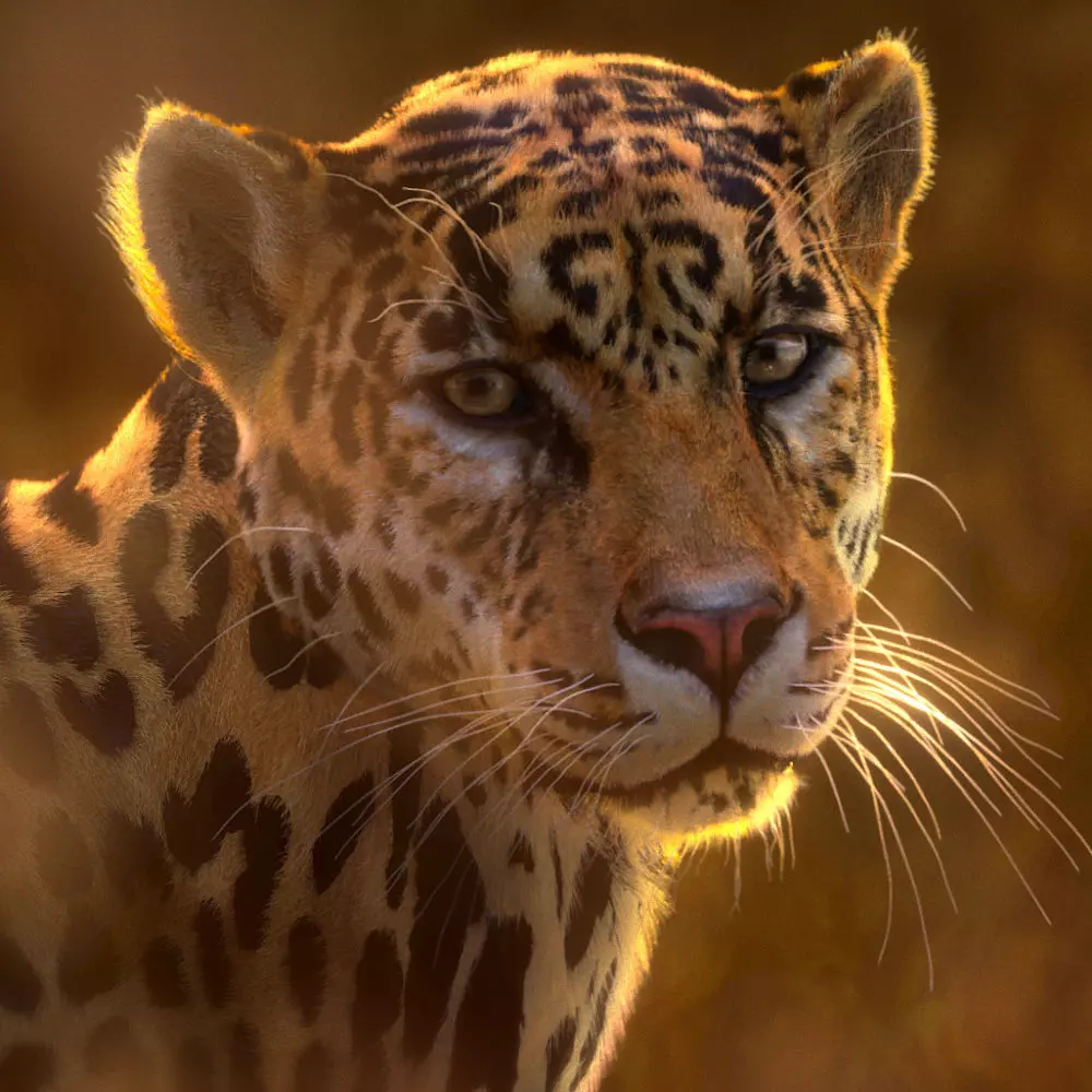 Jaguar-Panthera Onca- Animated VFX Grace 3D model