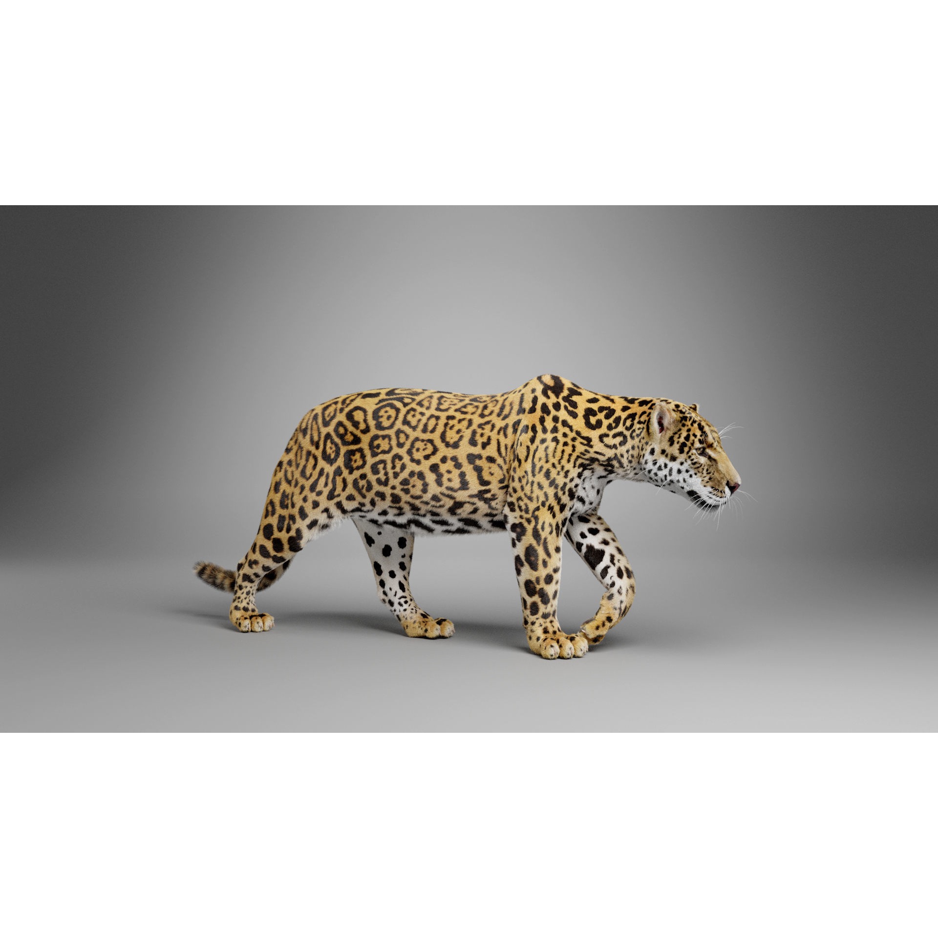 Jaguar-Panthera Onca- Animated VFX Grace 3D model 2