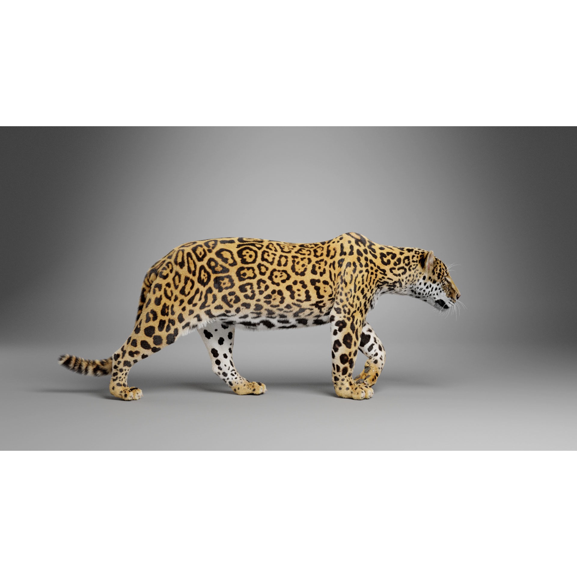 Jaguar-Panthera Onca- Animated VFX Grace 3D model 3