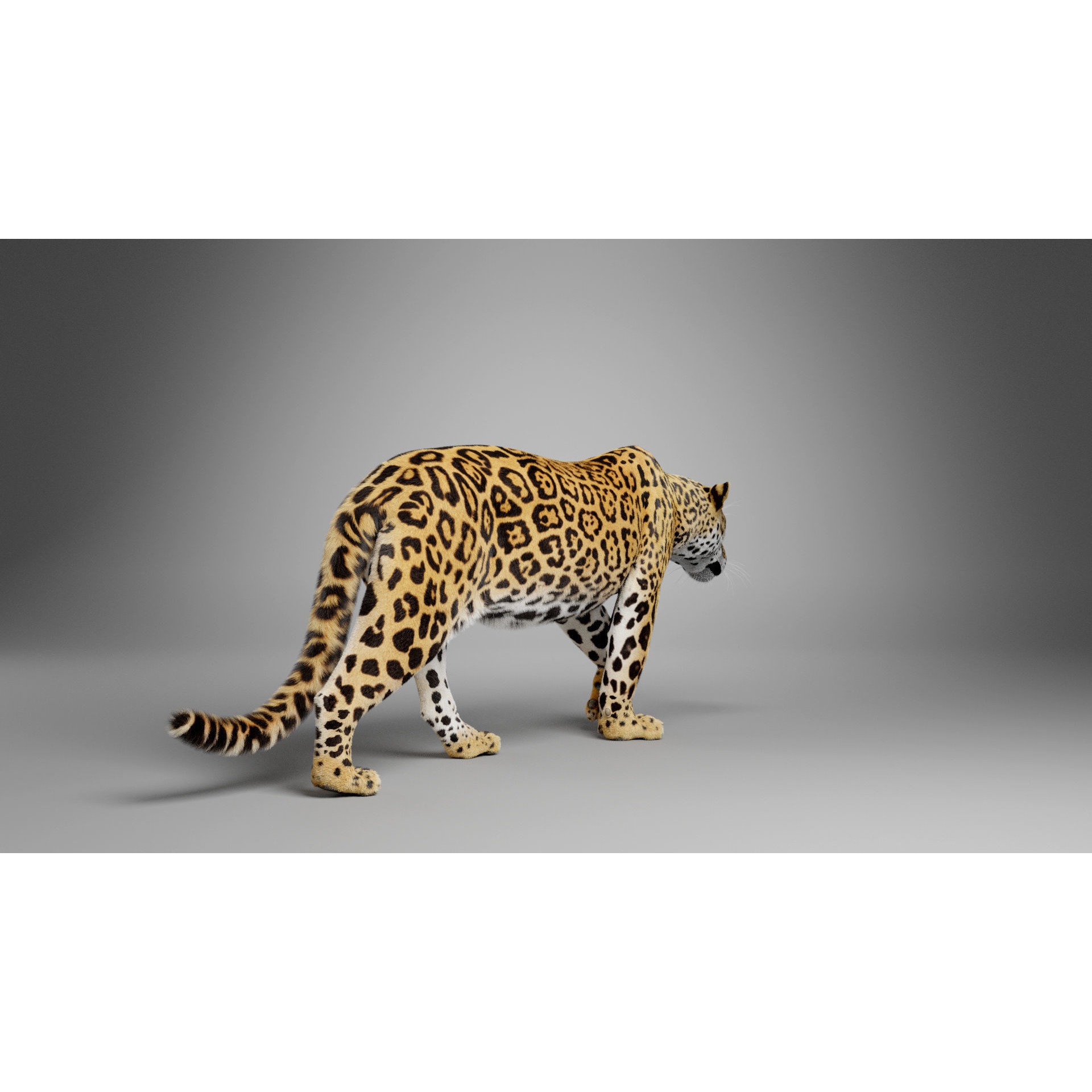 Jaguar-Panthera Onca- Animated VFX Grace 3D model 4