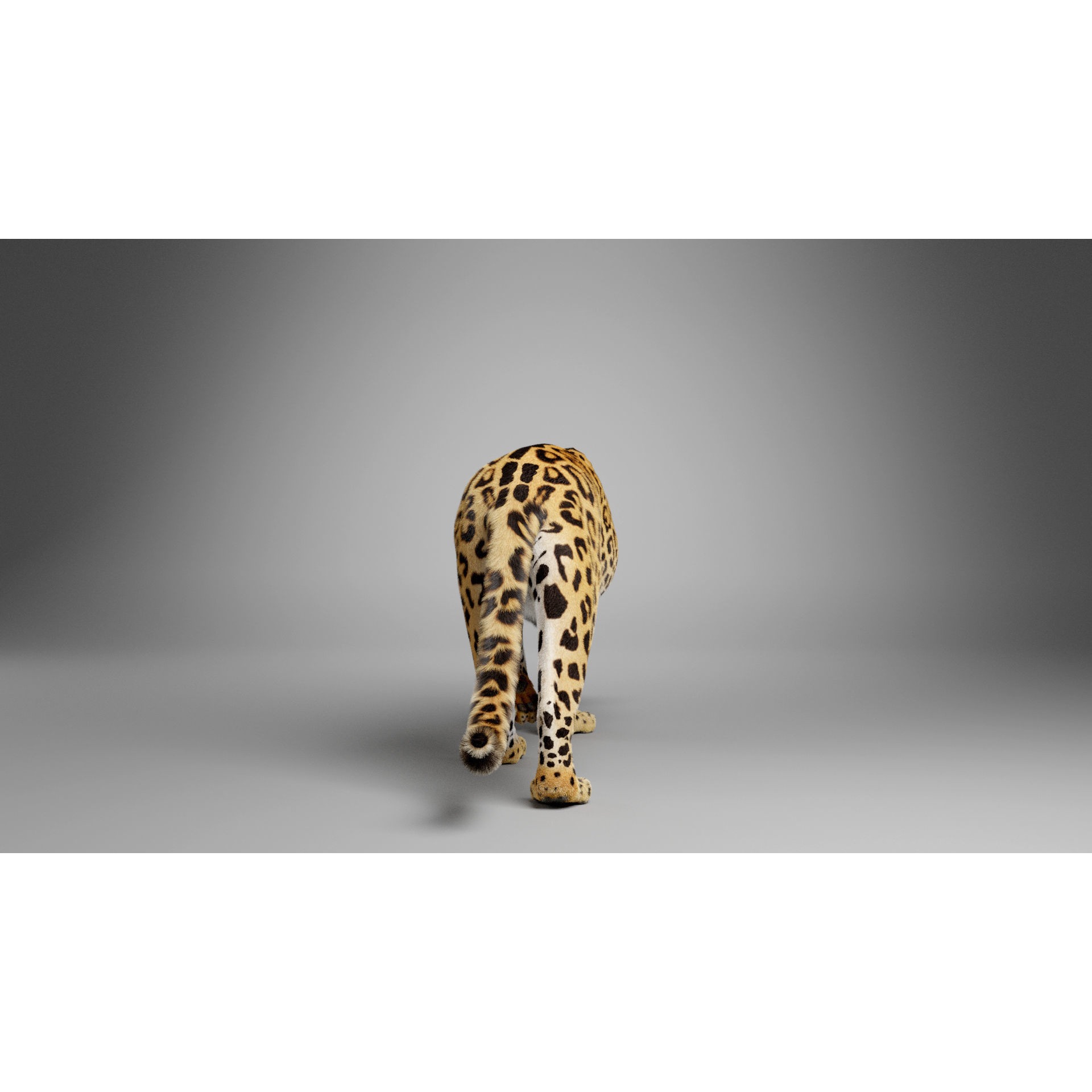 Jaguar-Panthera Onca- Animated VFX Grace 3D model 5