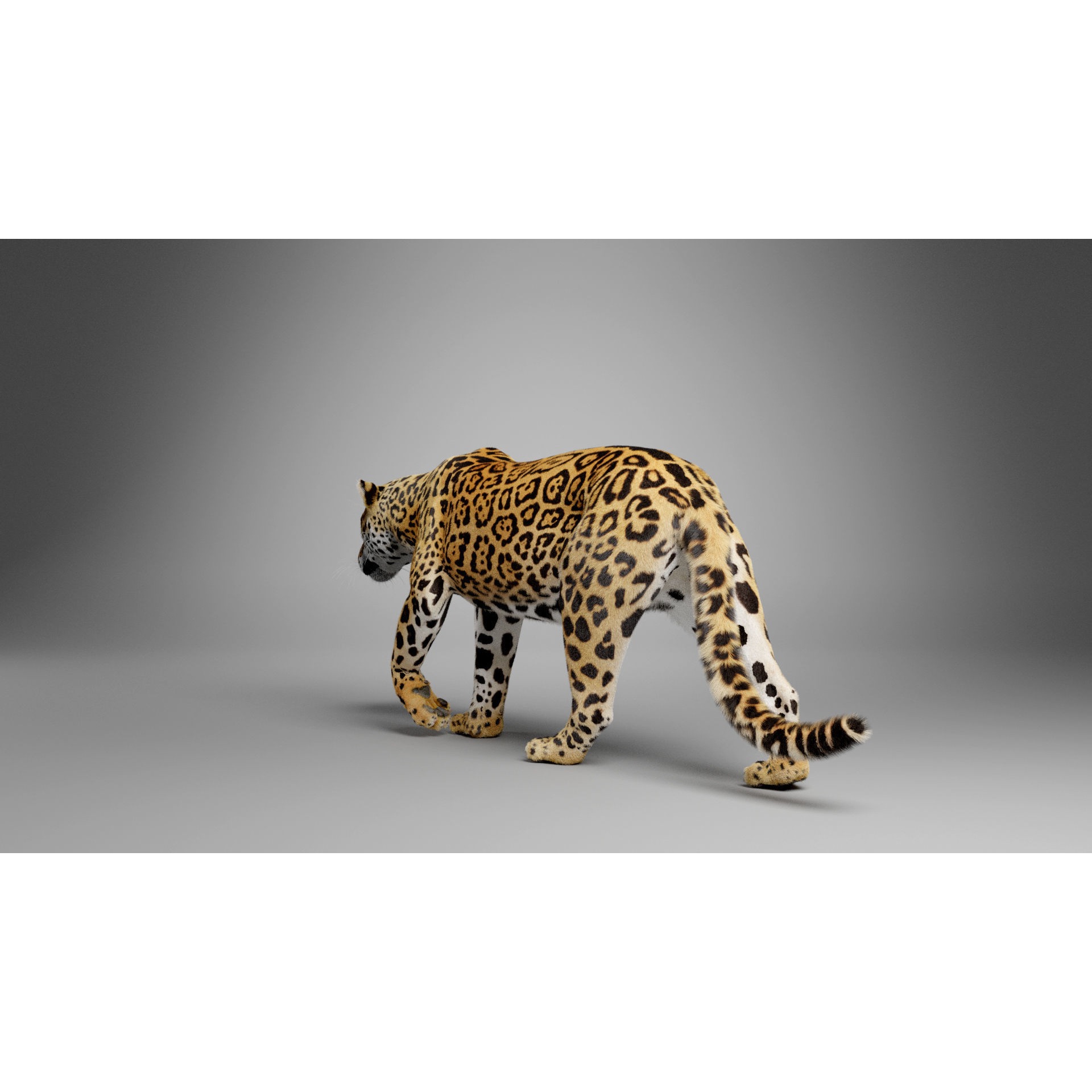 Jaguar-Panthera Onca- Animated VFX Grace 3D model 6