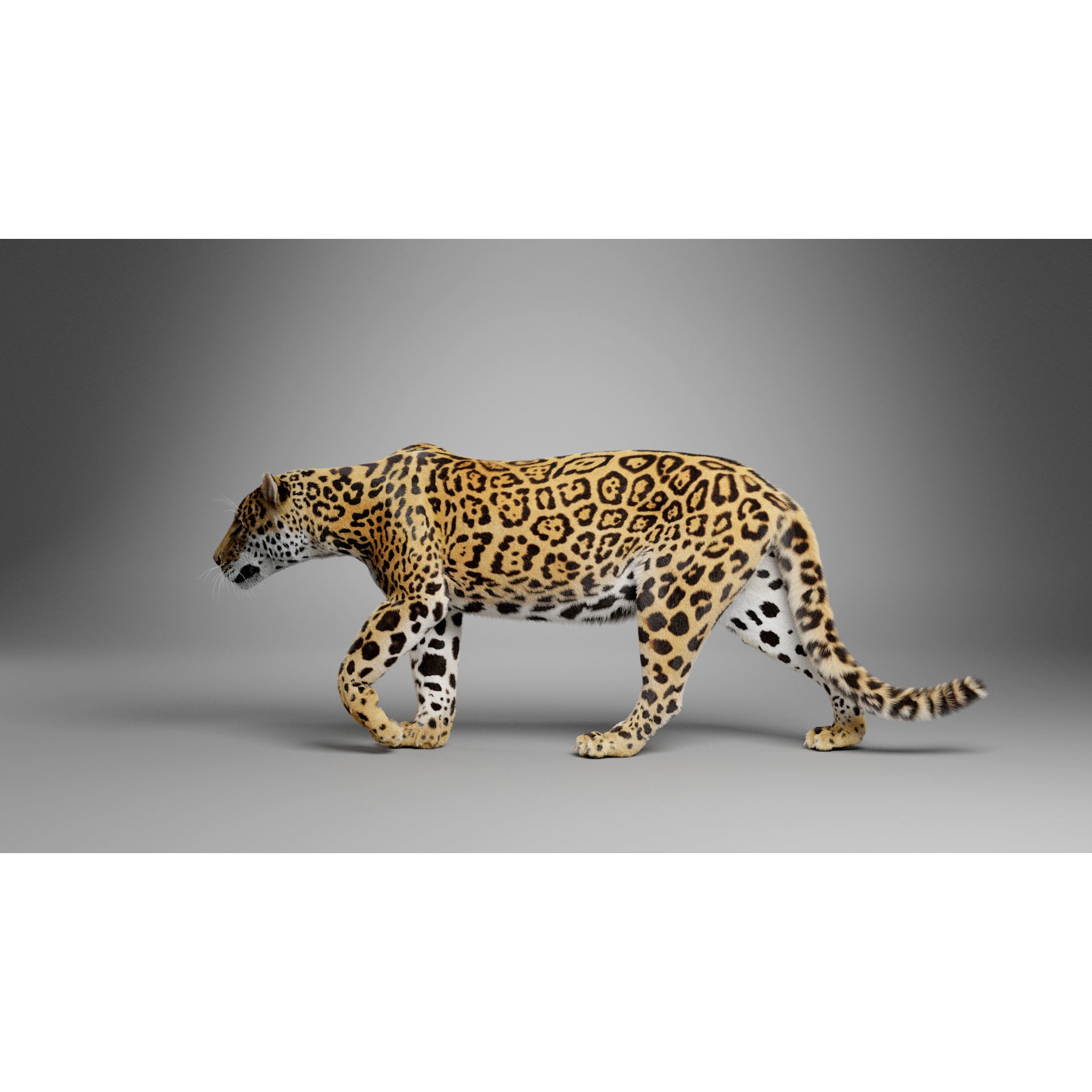 Jaguar-Panthera Onca- Animated VFX Grace 3D model 7