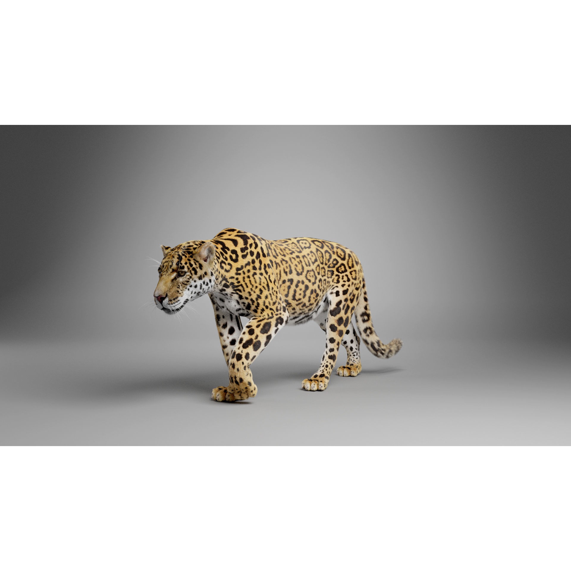 Jaguar-Panthera Onca- Animated VFX Grace 3D model 8