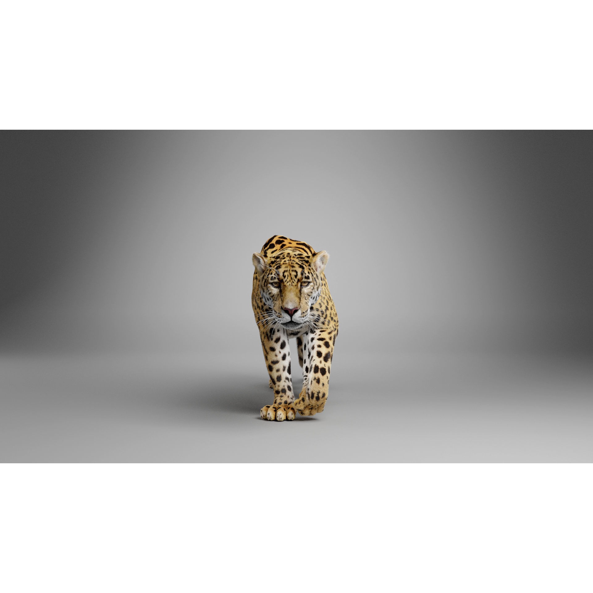 Jaguar-Panthera Onca- Animated VFX Grace 3D model 9