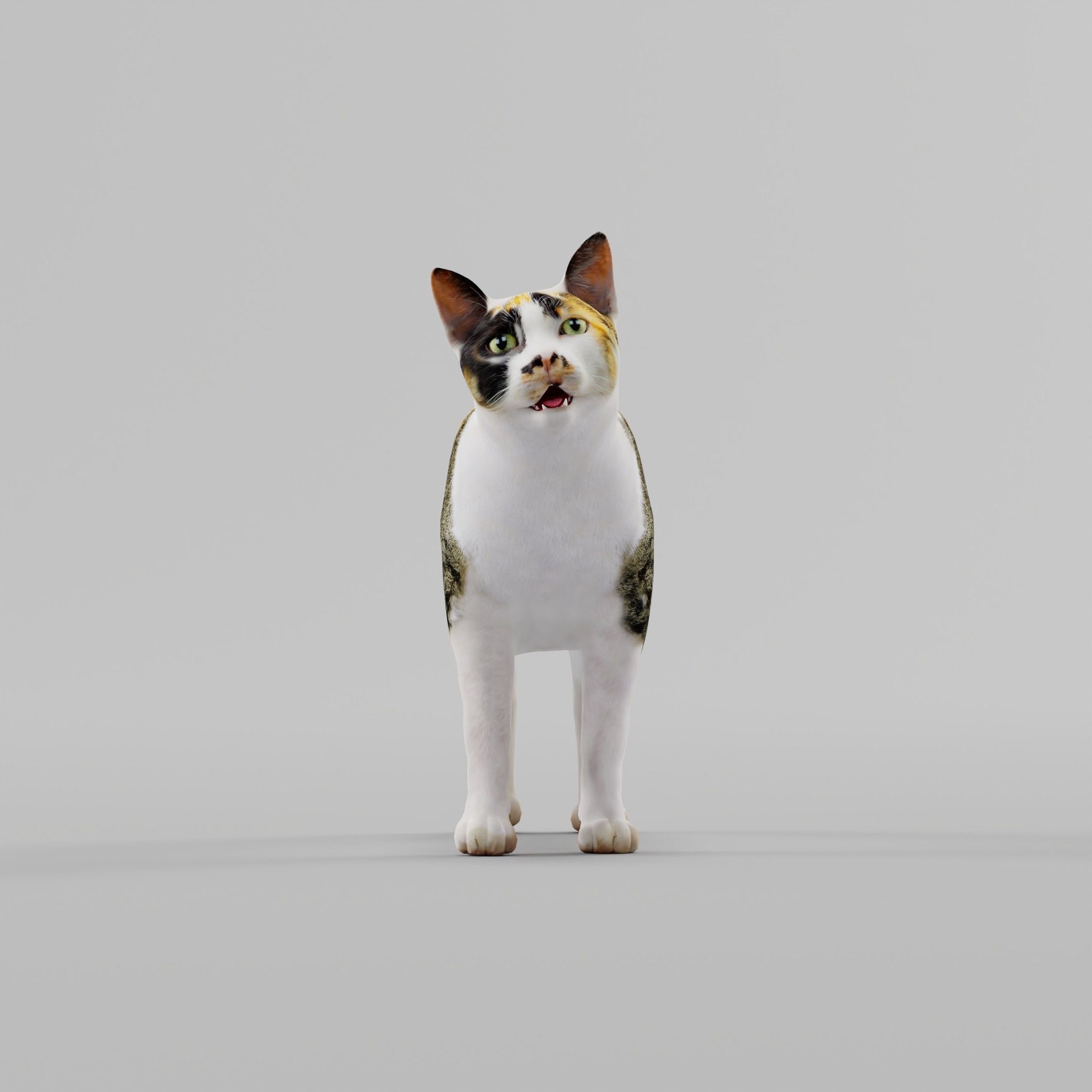 Japanese Bobtail Cat Low-poly 3D model 4