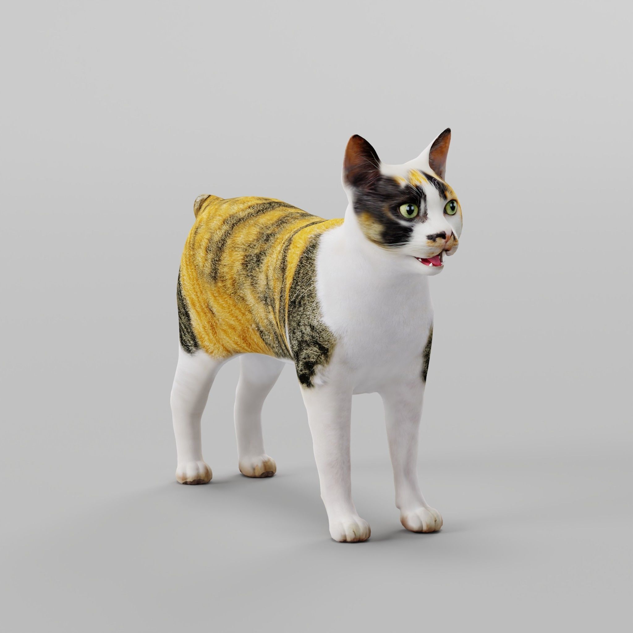 Japanese Bobtail Cat Low-poly 3D model 5
