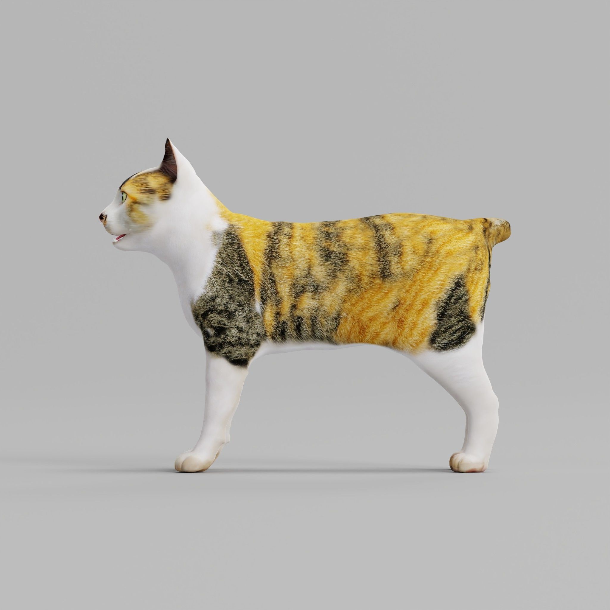 Japanese Bobtail Cat Low-poly 3D model 6