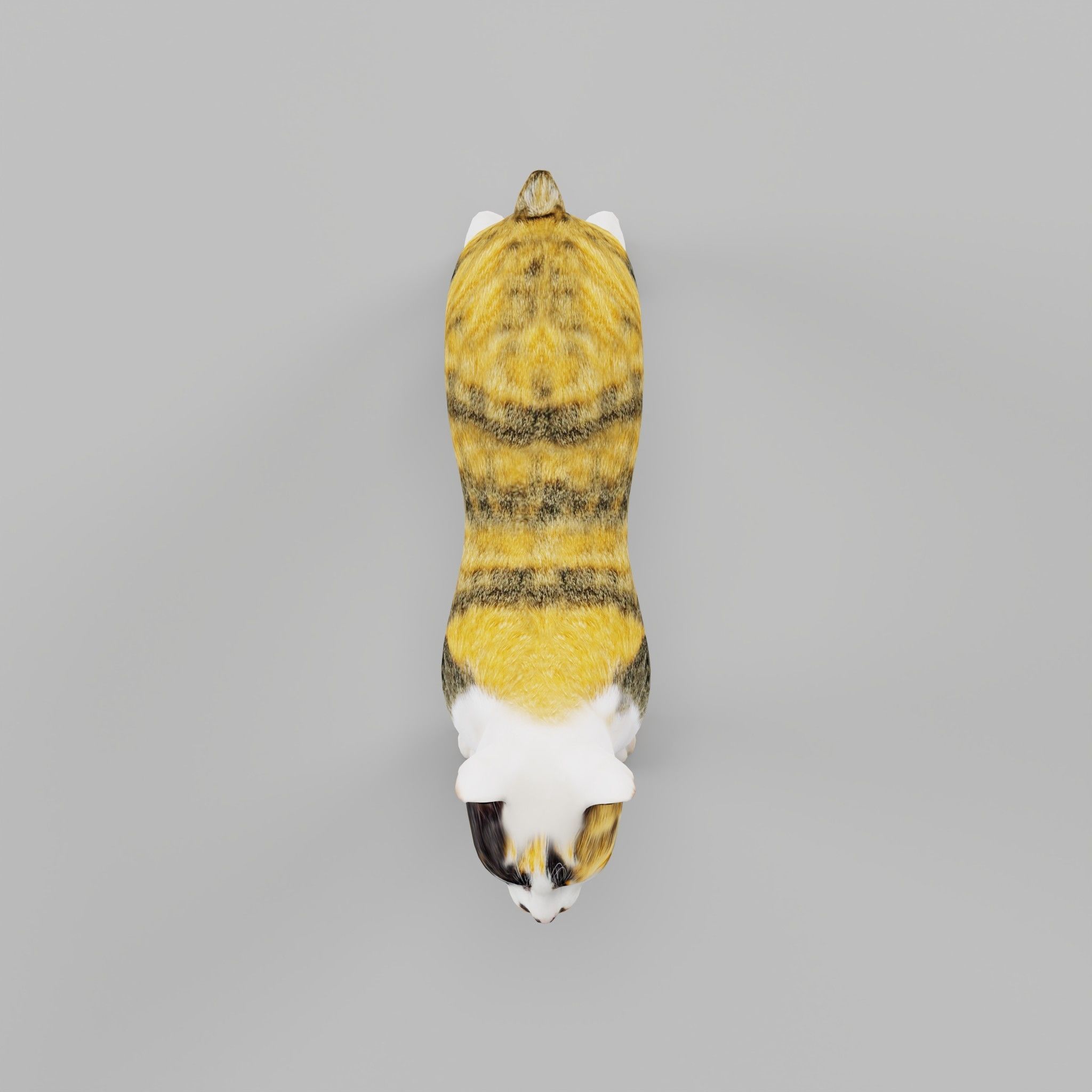 Japanese Bobtail Cat Low-poly 3D model 7