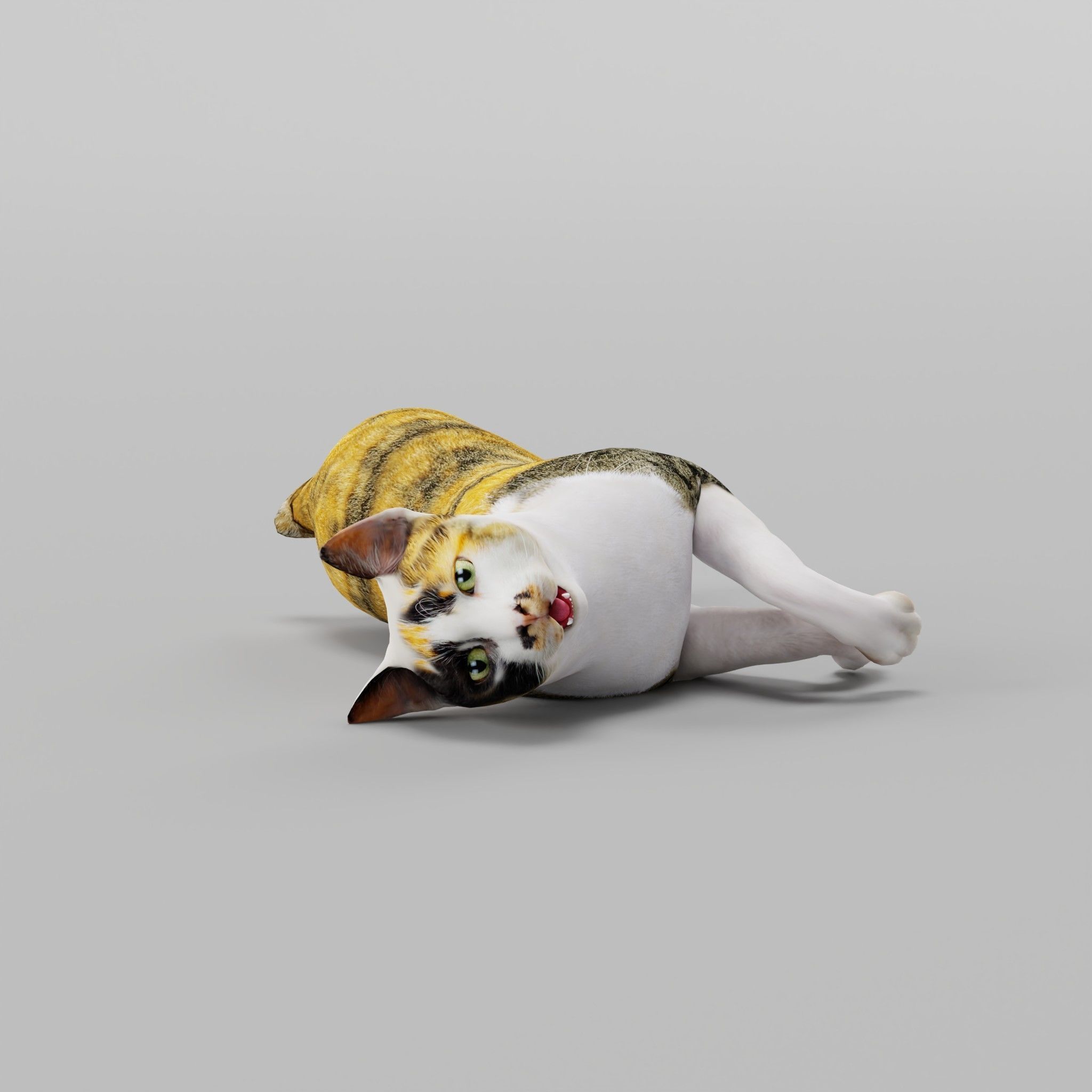 Japanese Bobtail Cat Low-poly 3D model 8