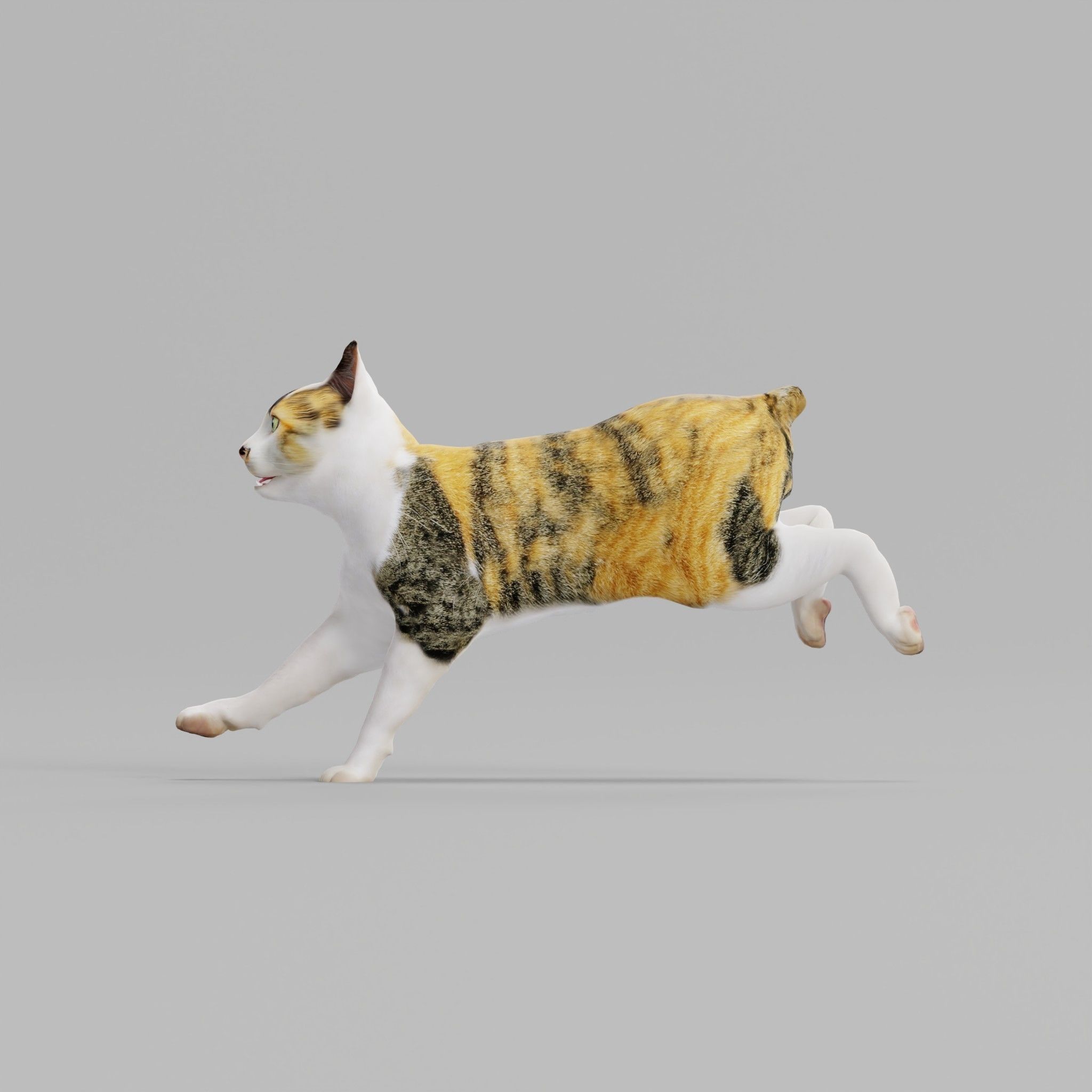 Japanese Bobtail Cat Low-poly 3D model 9
