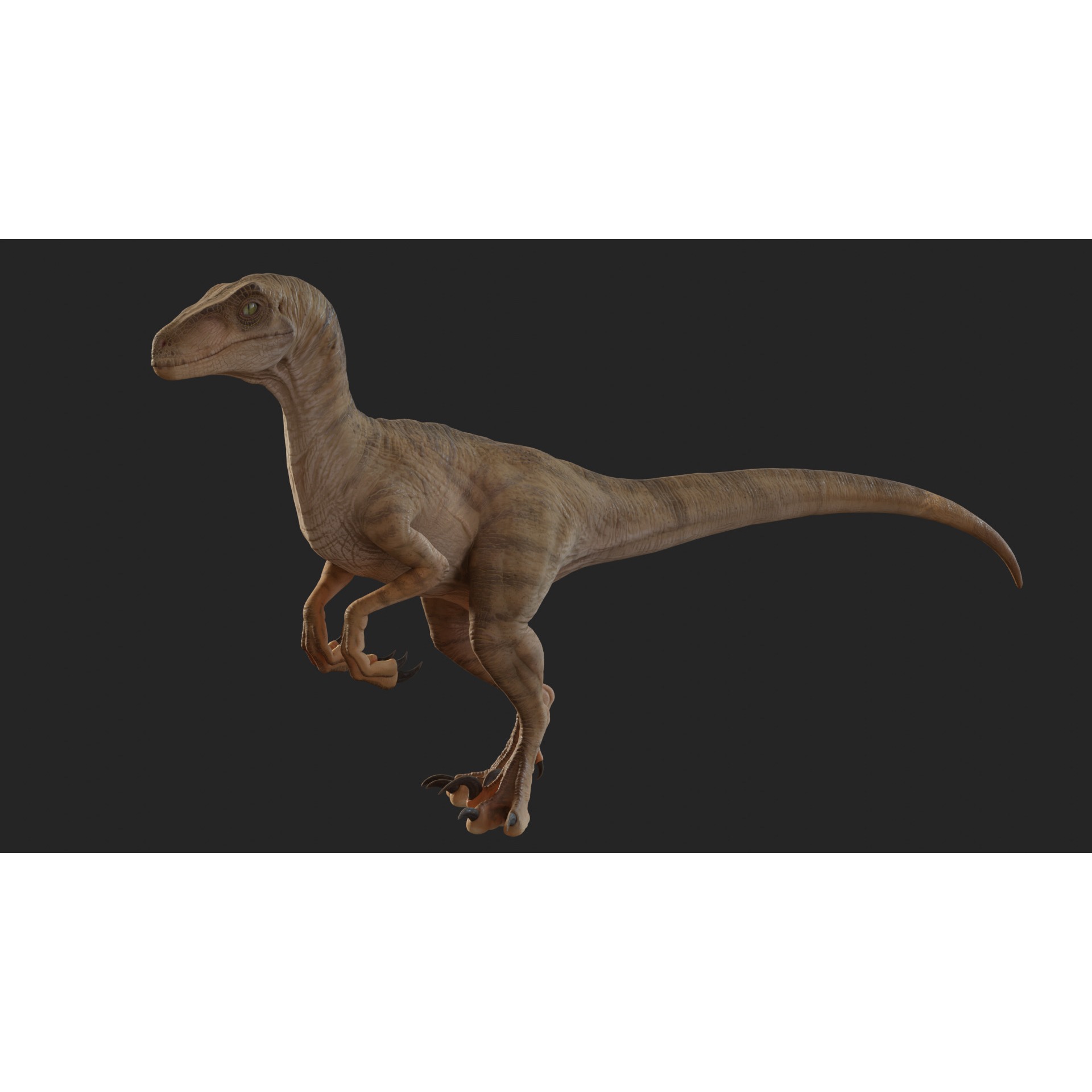 Jurassic Park Park Velociraptor Blender Low-poly 3D model 4
