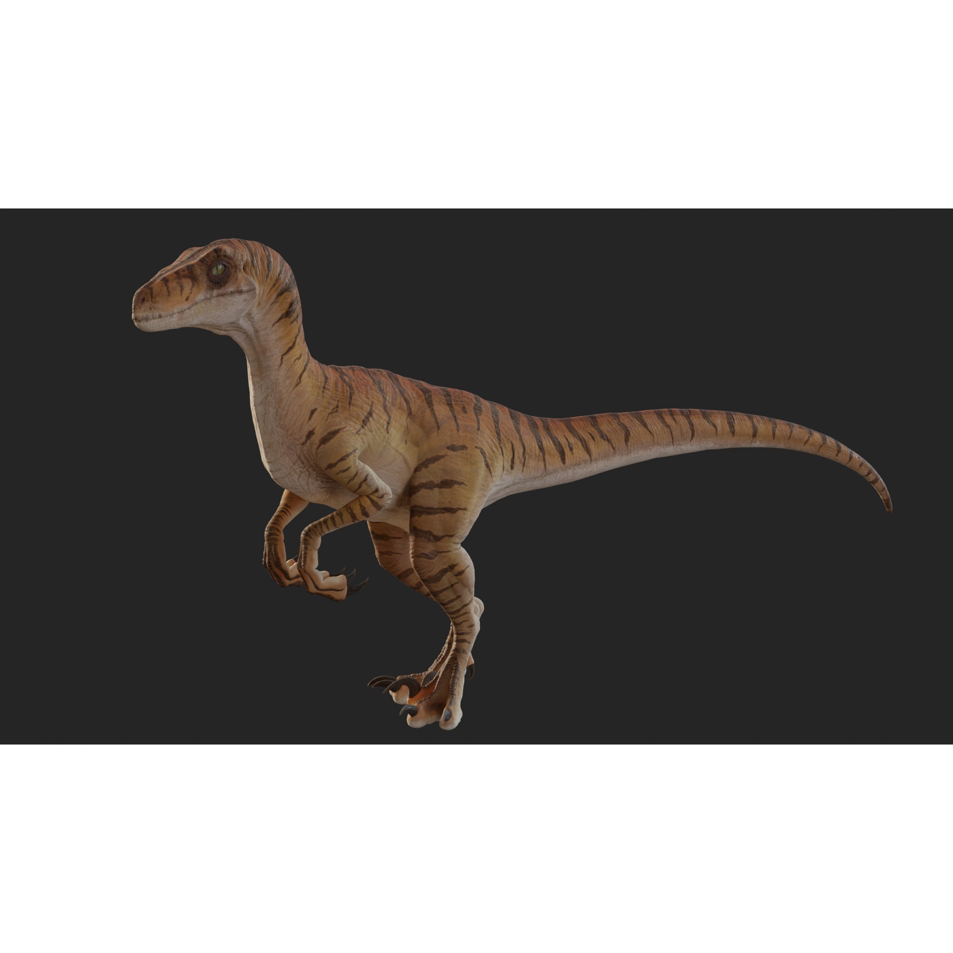 Jurassic Park Park Velociraptor Blender Low-poly 3D model 5