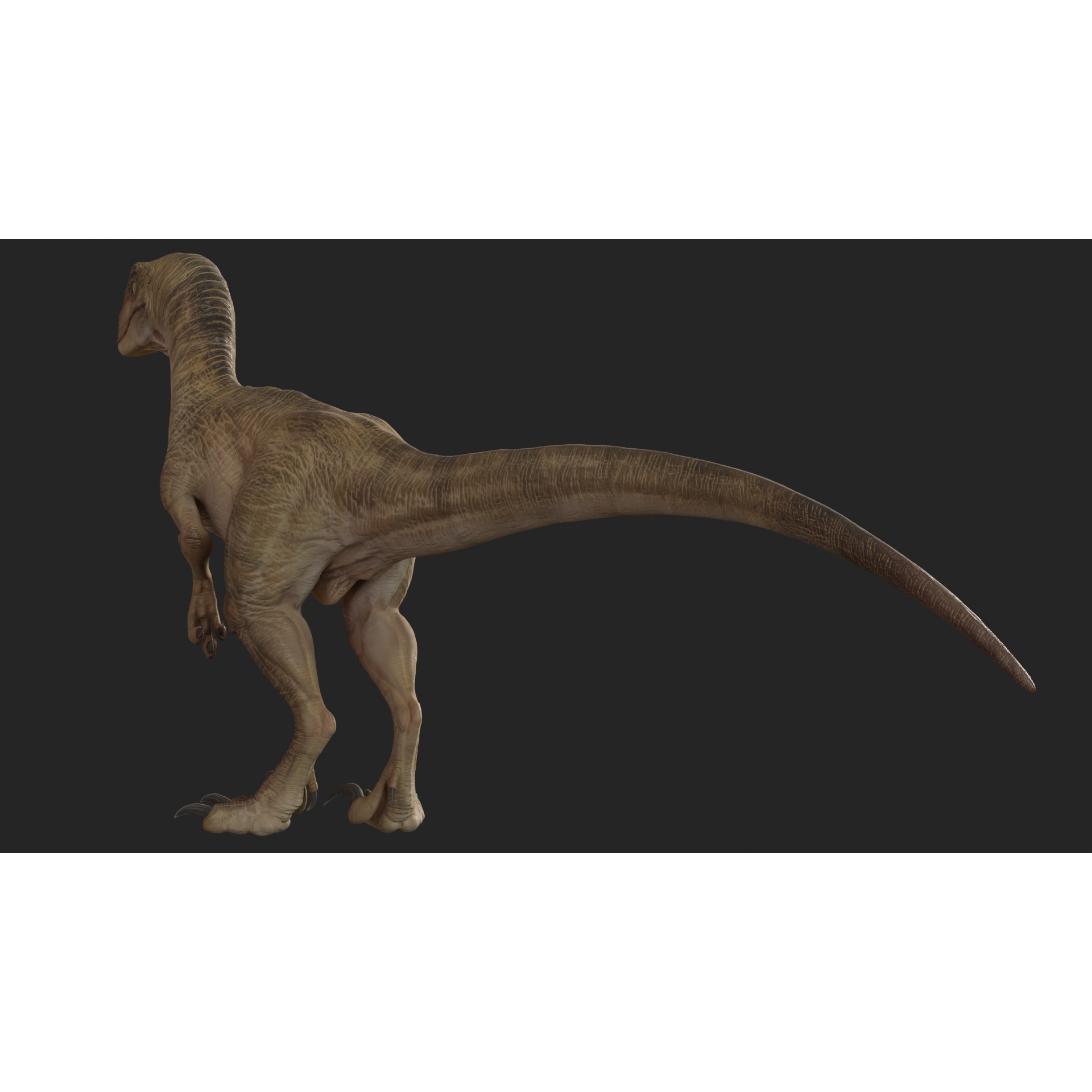 Jurassic Park Park Velociraptor Blender Low-poly 3D model 8