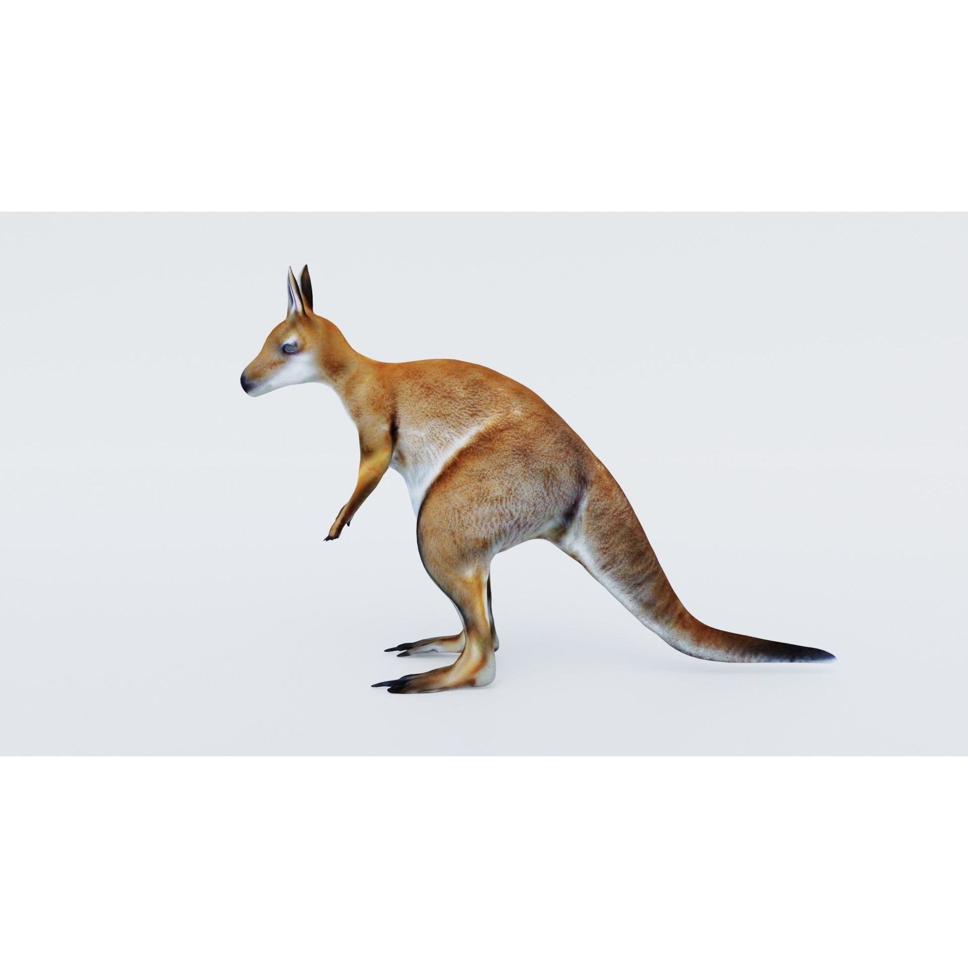 Kangaroo Free 3D model 2