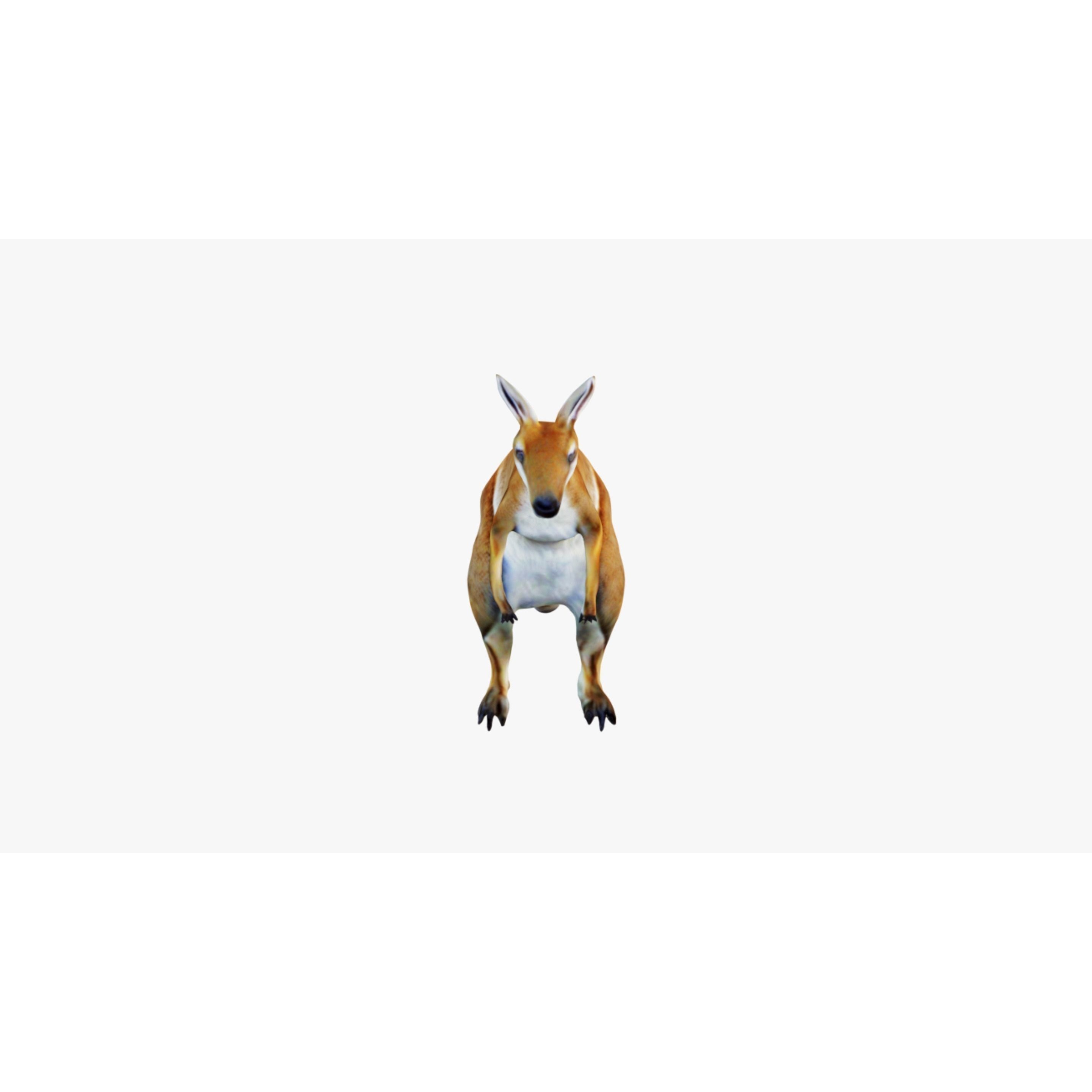 Kangaroo Free 3D model 3