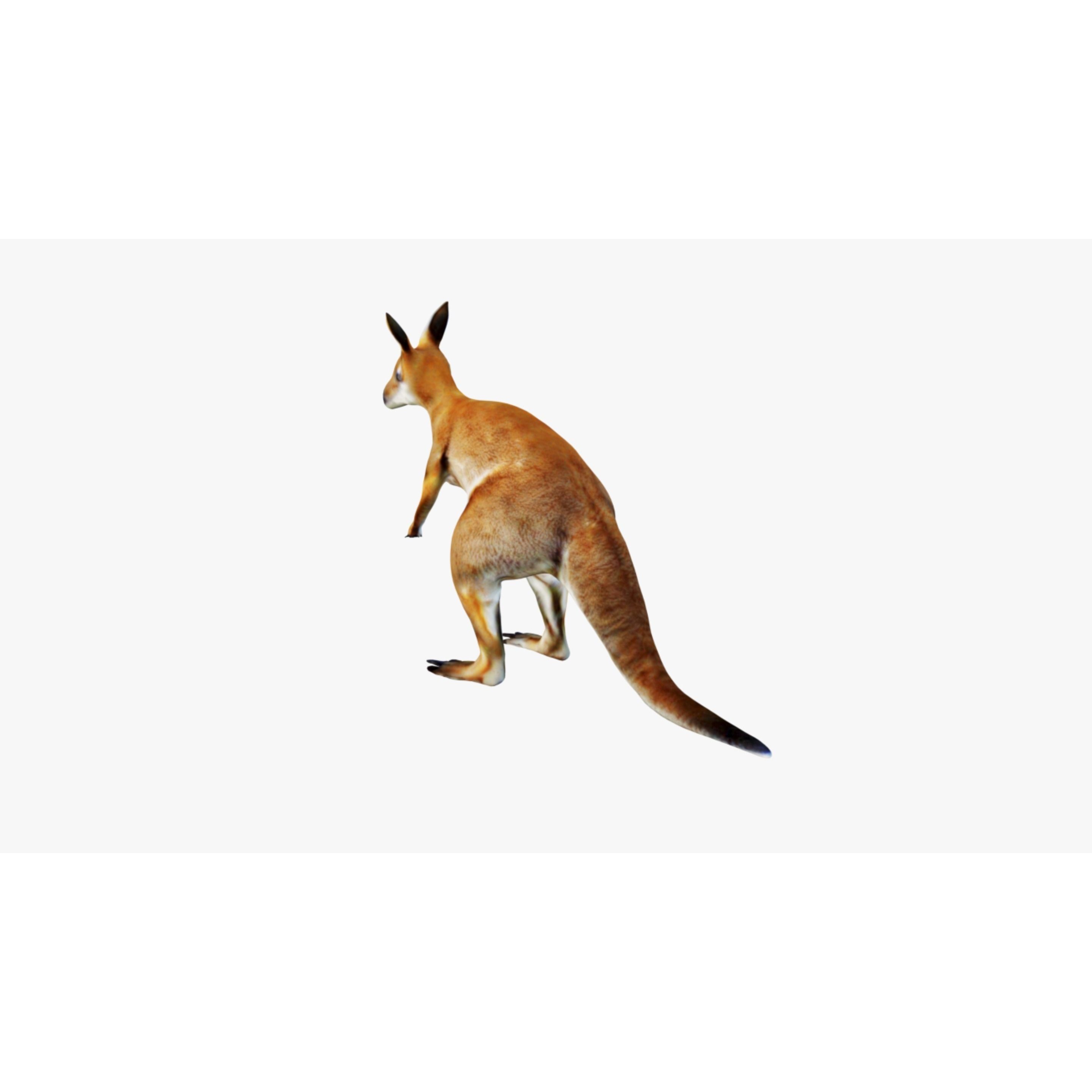 Kangaroo Free 3D model 4
