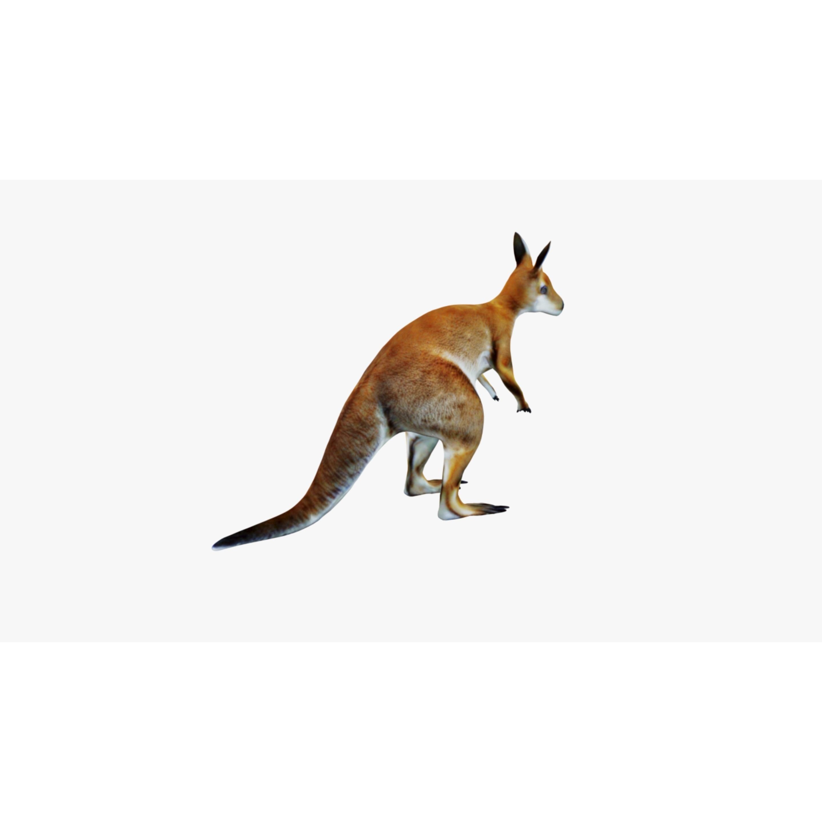 Kangaroo Free 3D model 5