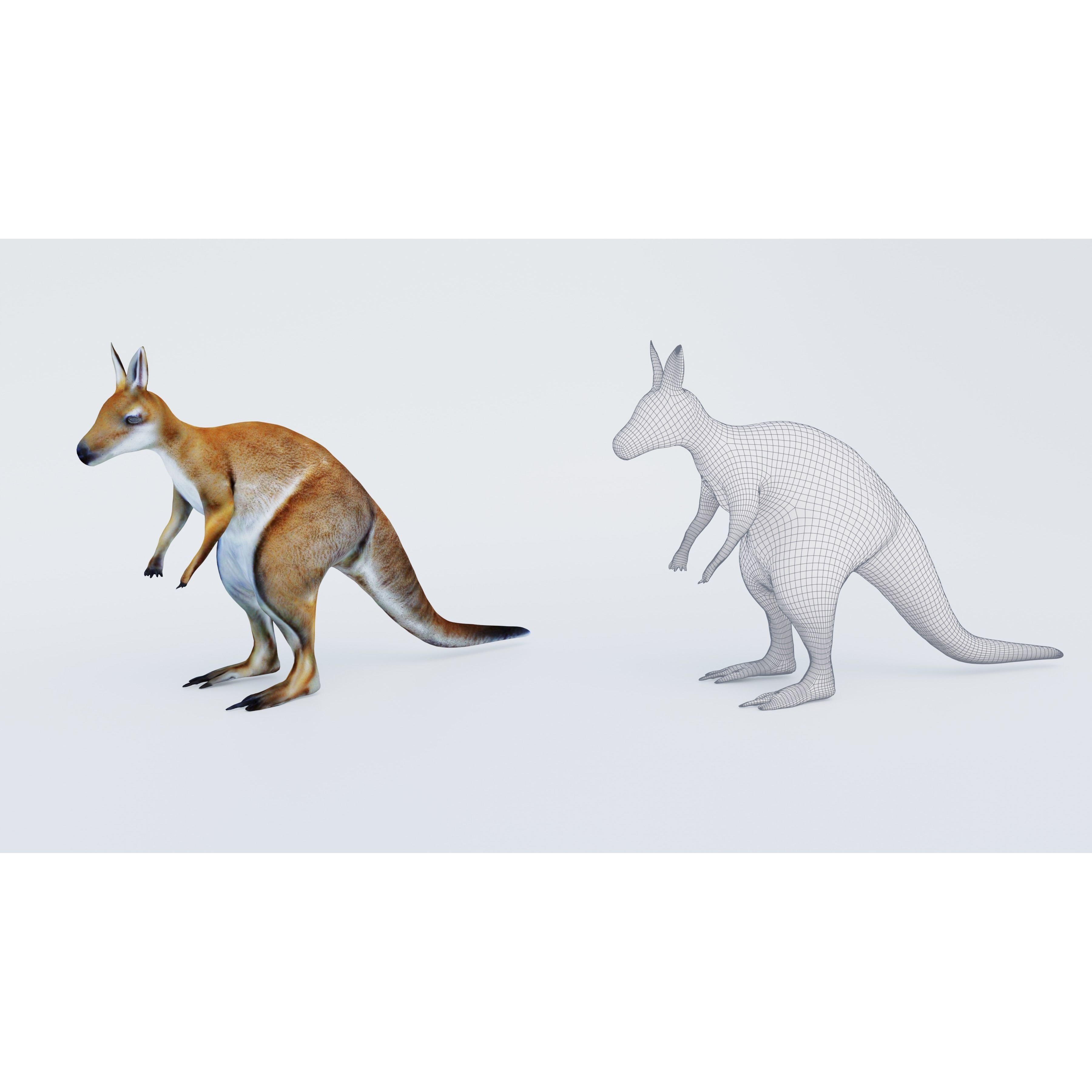 Kangaroo Free 3D model 6