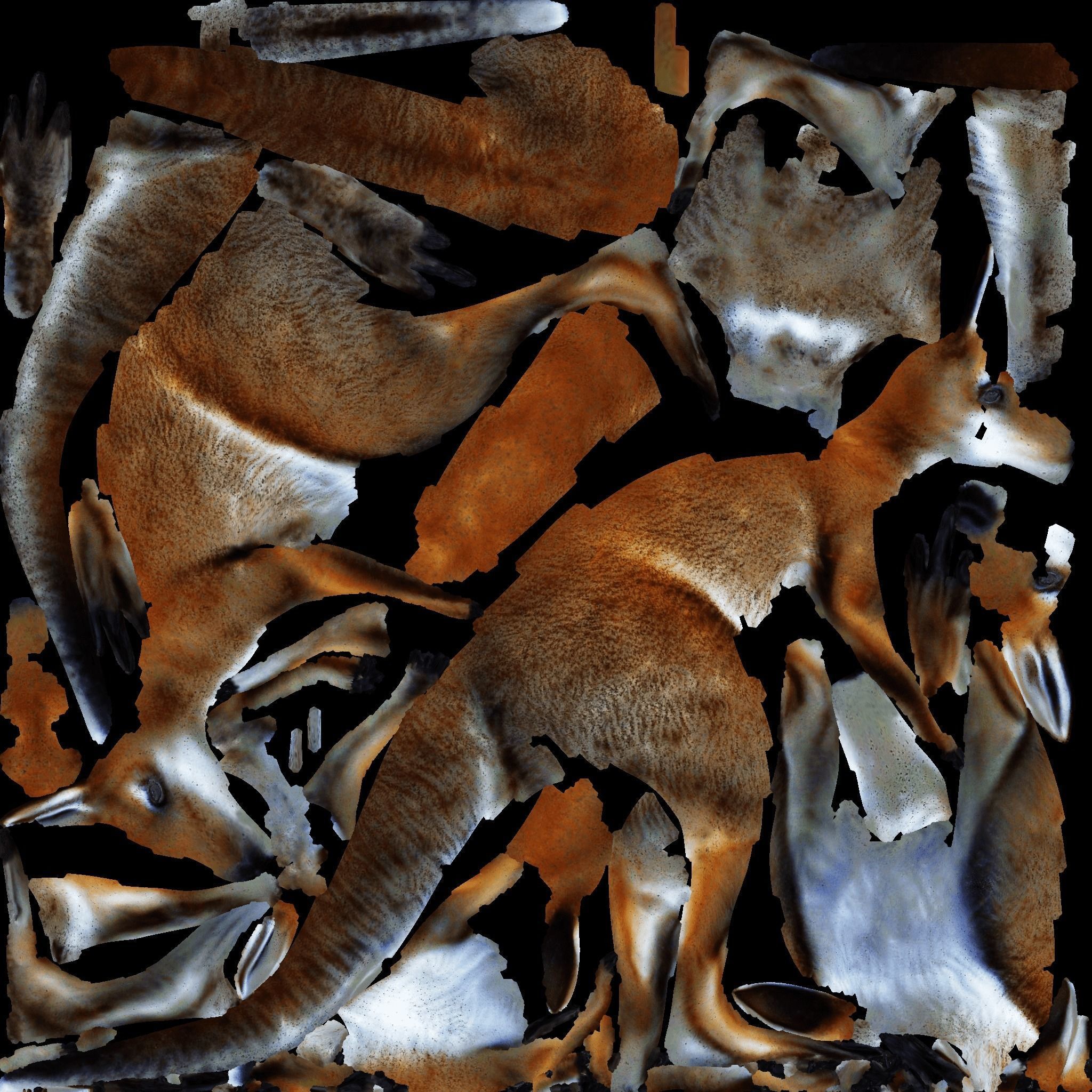 Kangaroo Free 3D model 8