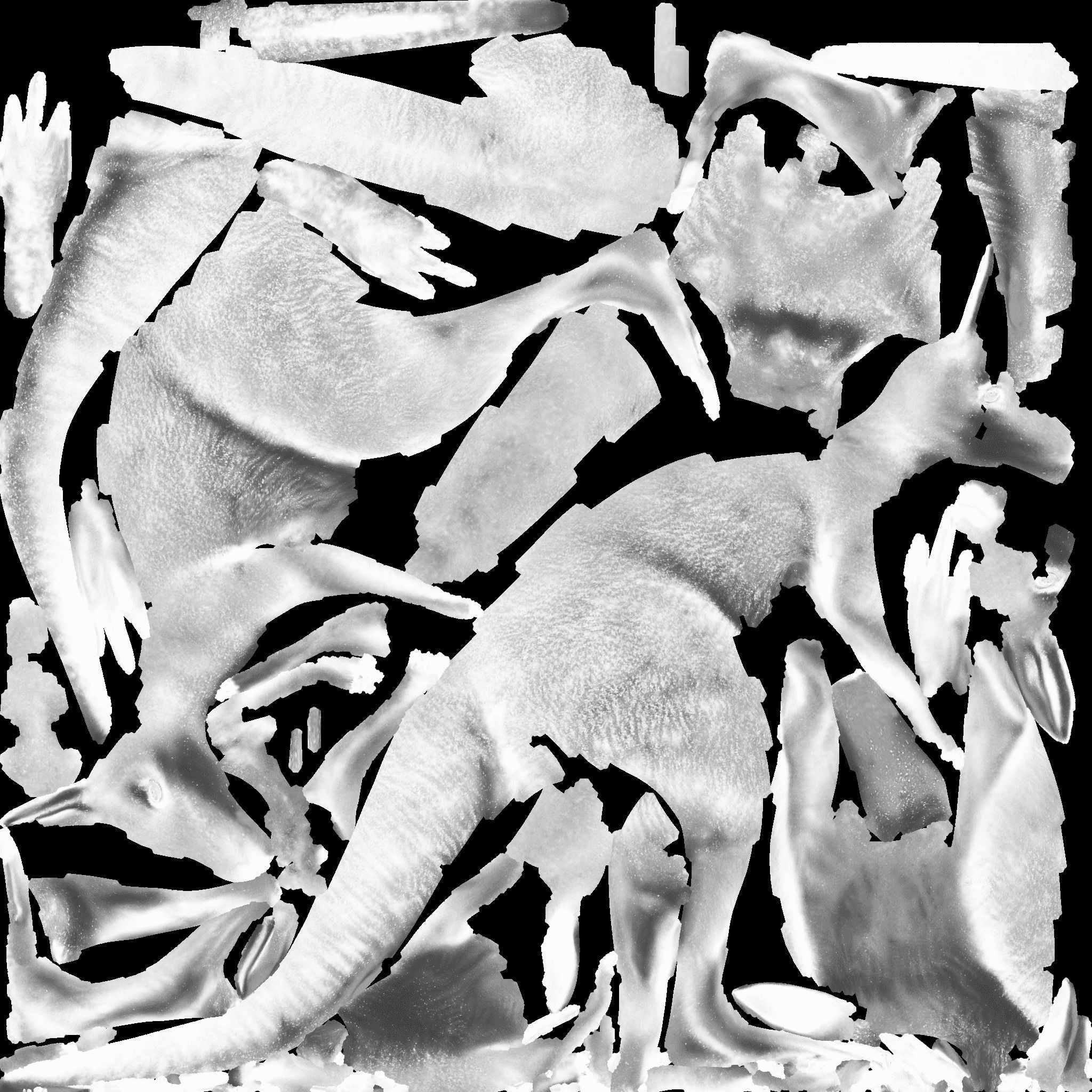 Kangaroo Free 3D model 10