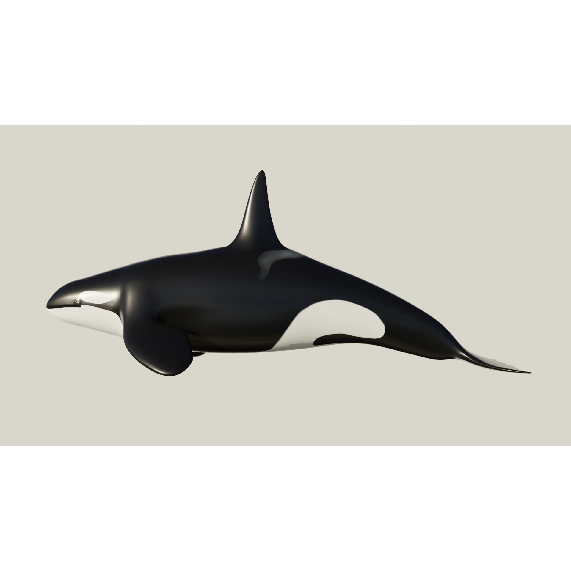 Killer Whale - Low-poly 3D model Free low-poly 3D model 4