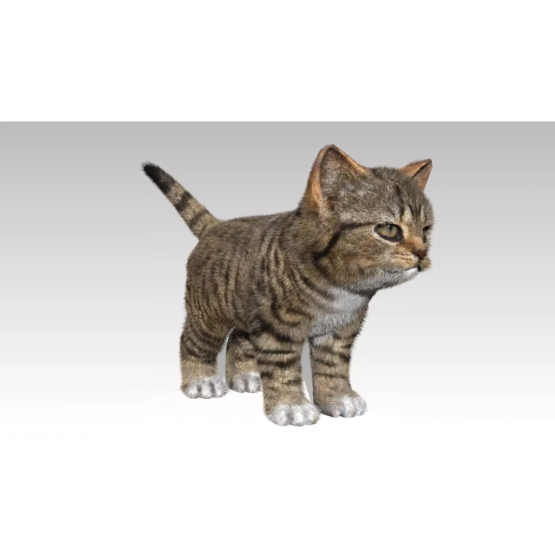 Kitten tabby cat Low-poly 3D model