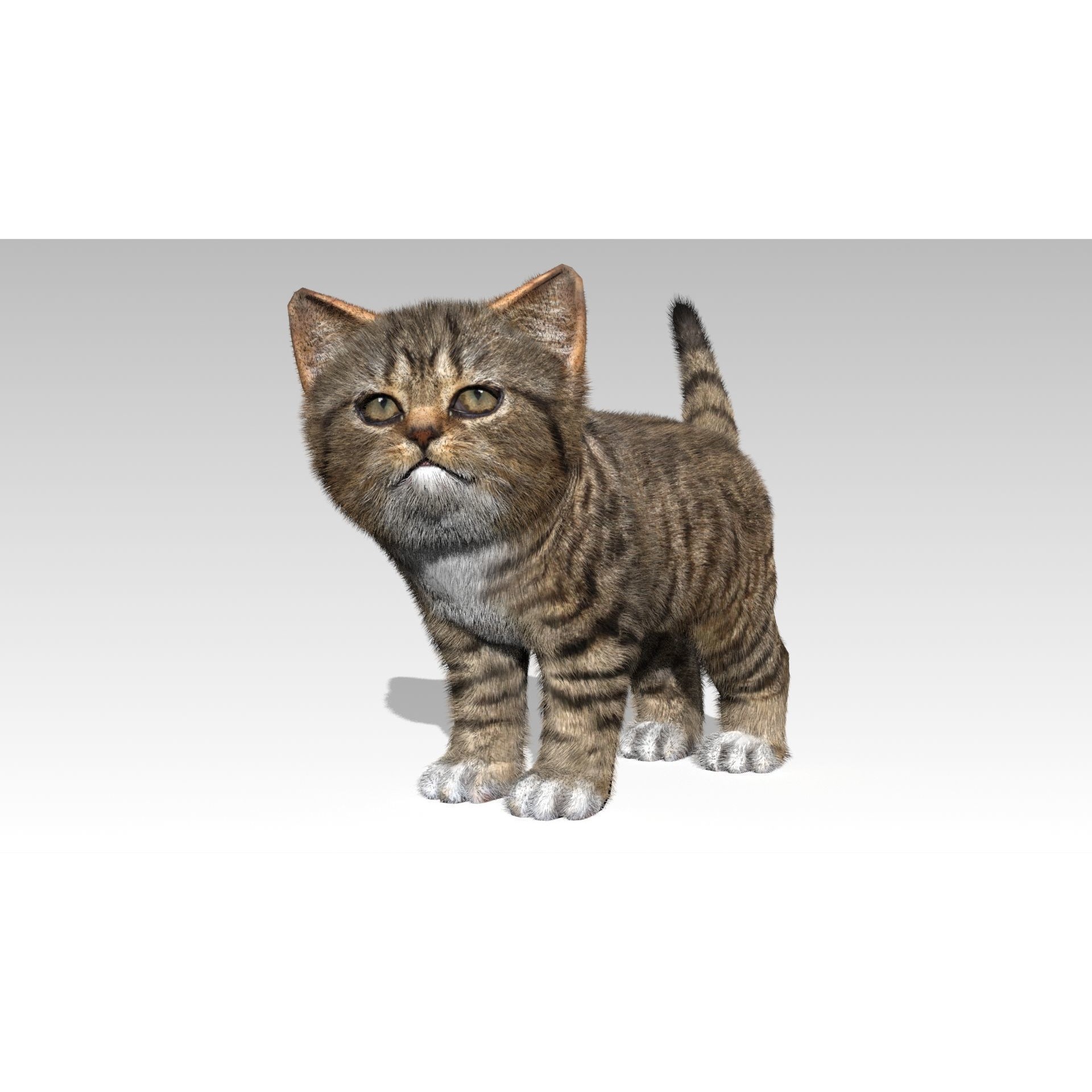 Kitten tabby cat Low-poly 3D model 2