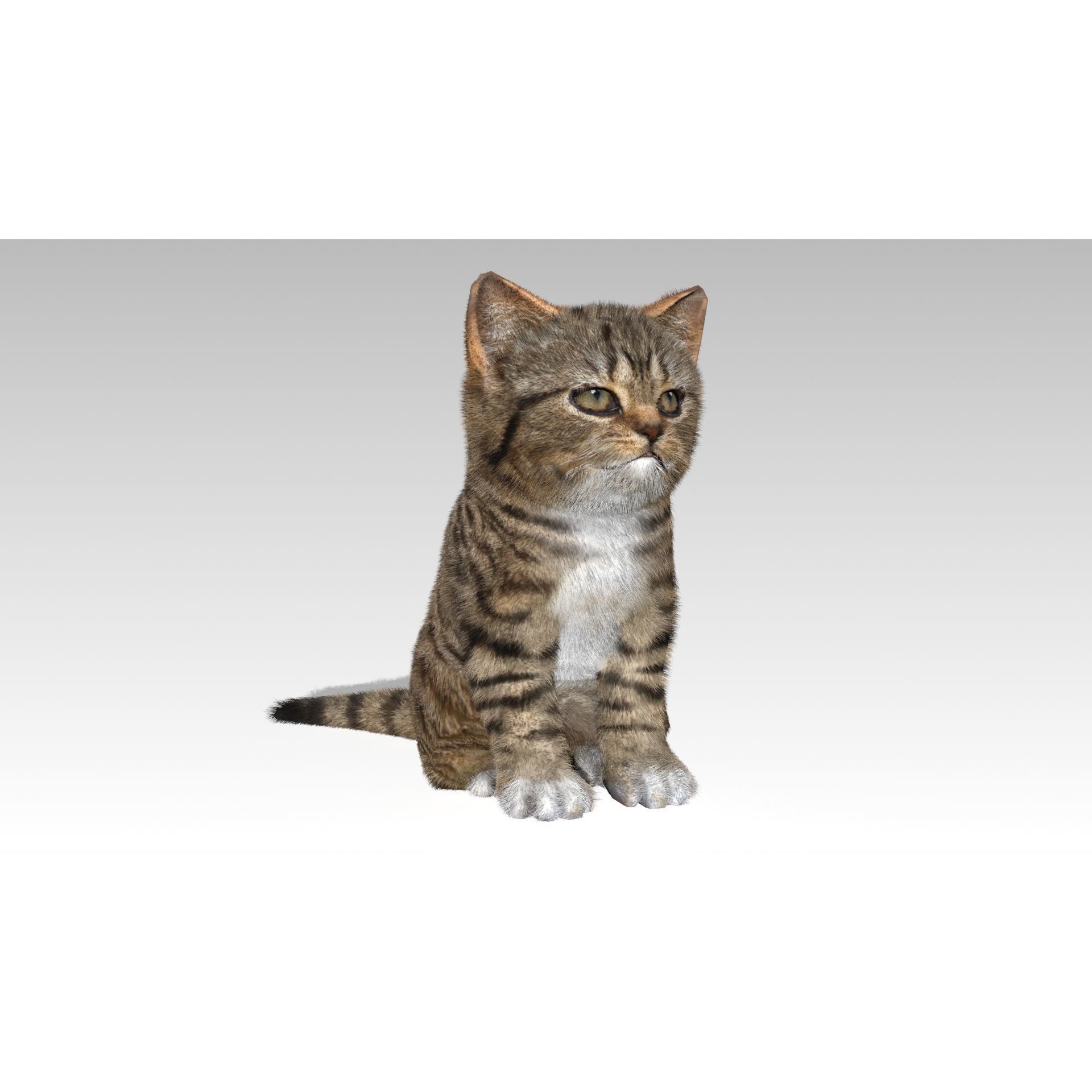 Kitten tabby cat Low-poly 3D model 3