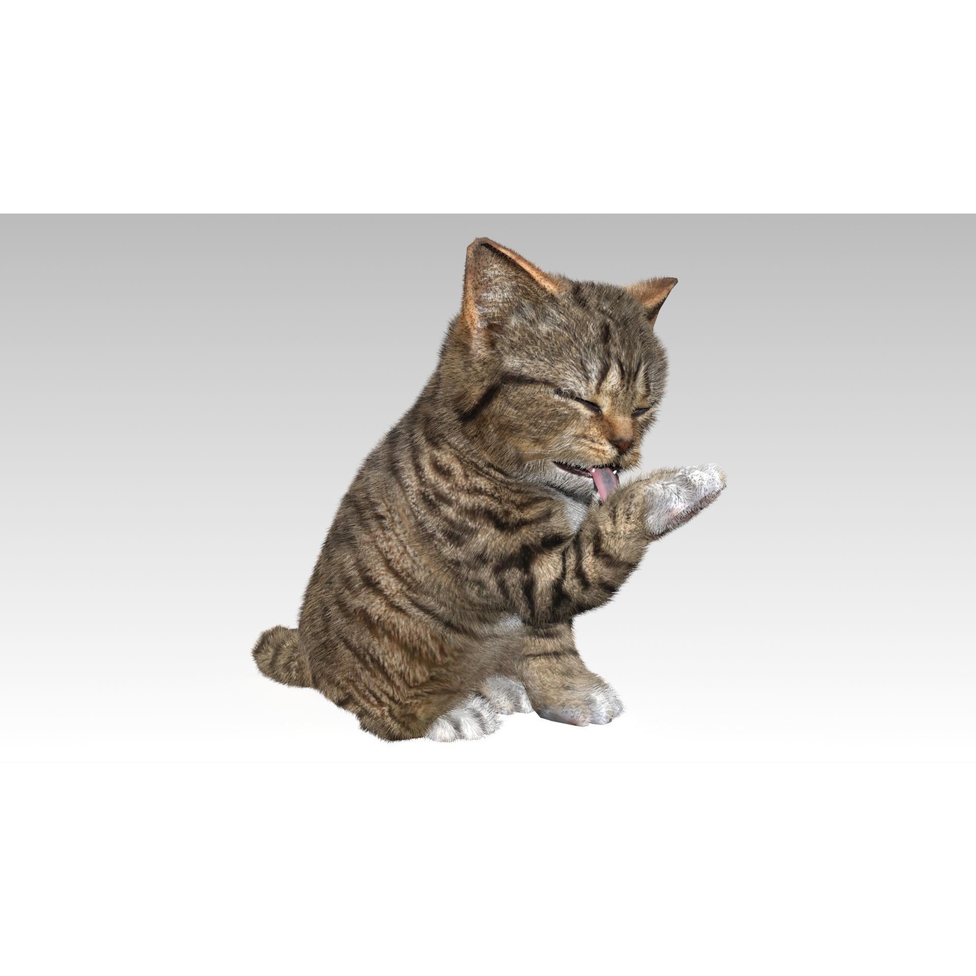 Kitten tabby cat Low-poly 3D model 4