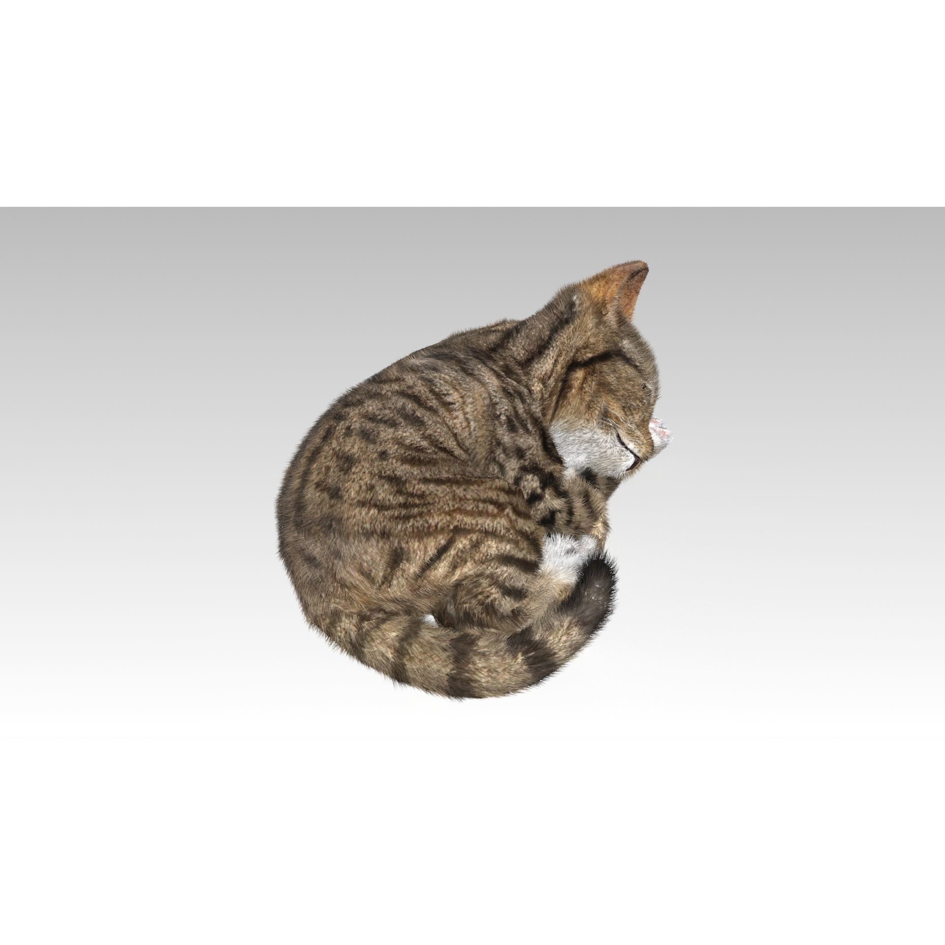 Kitten tabby cat Low-poly 3D model 5