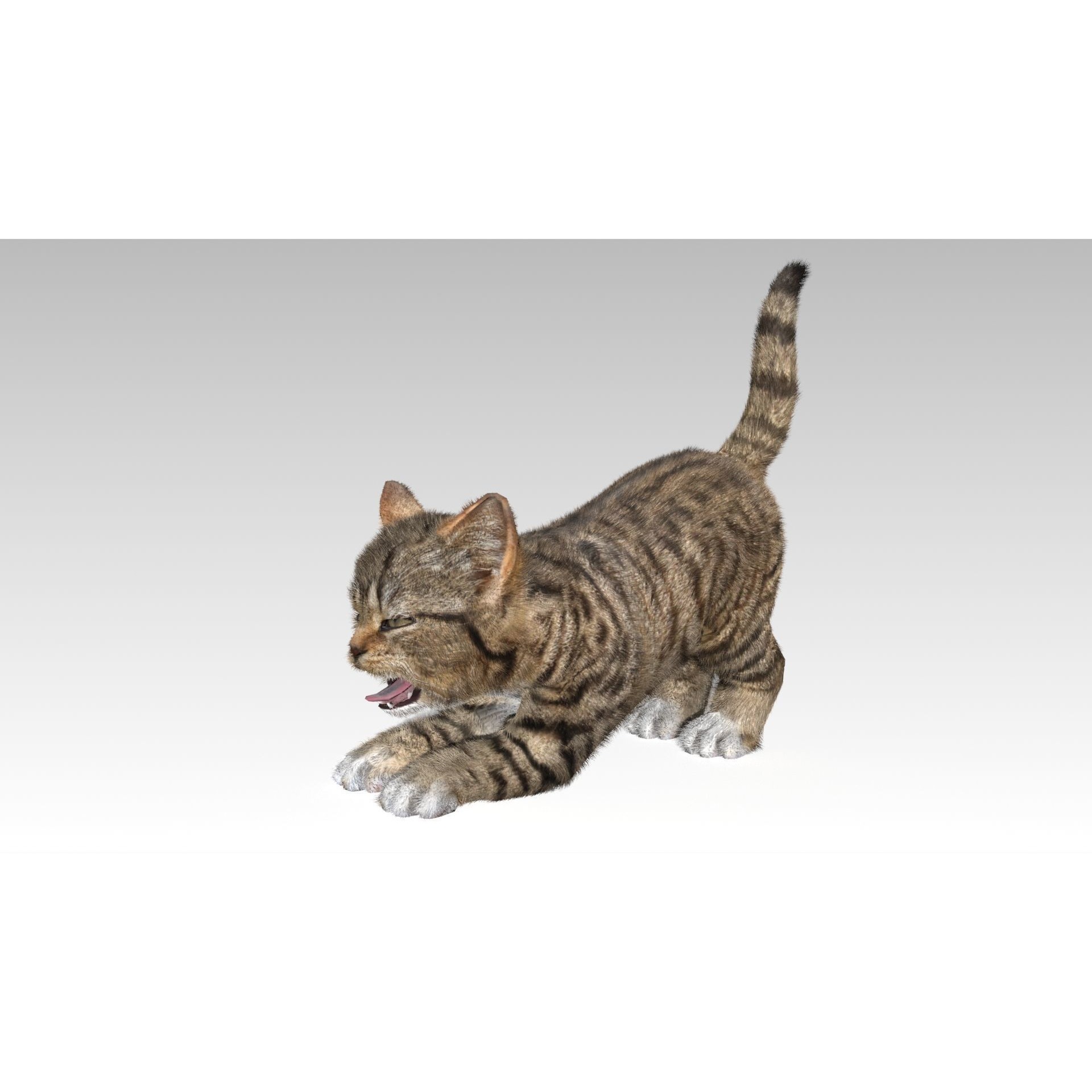 Kitten tabby cat Low-poly 3D model 6