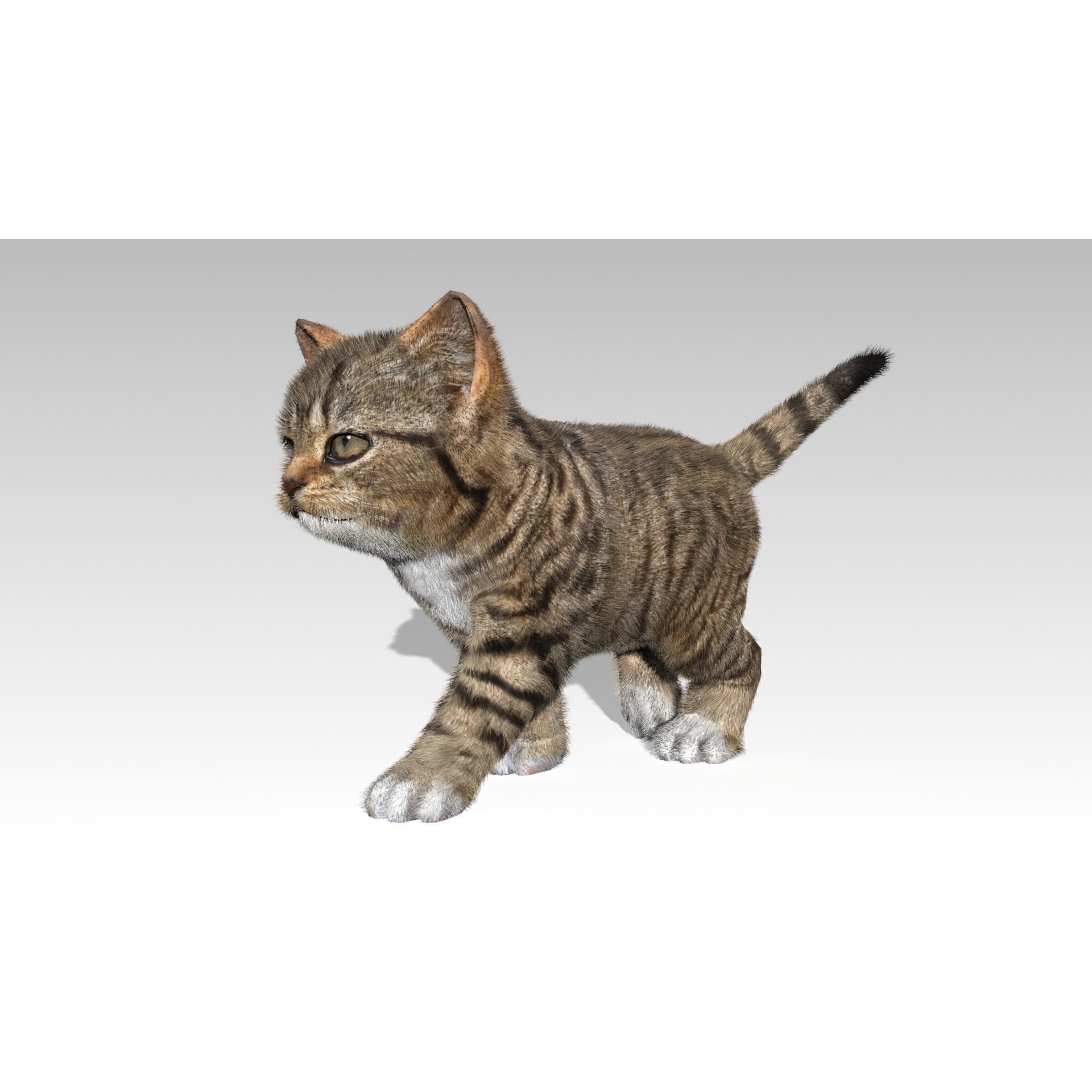 Kitten tabby cat Low-poly 3D model 7